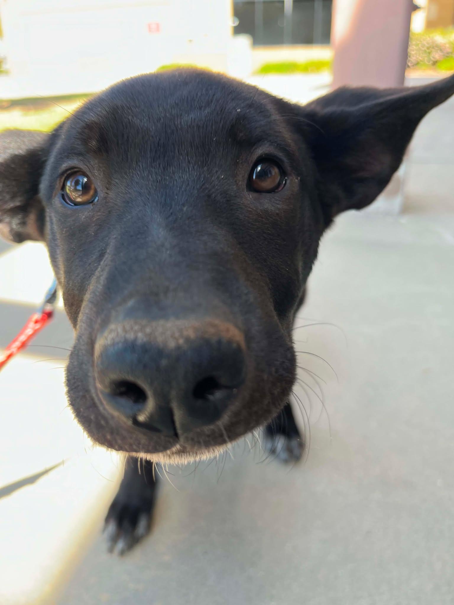 Enlarge French Toast, a ADOPTABLE mixed breed in Temecula, CA image 4/6