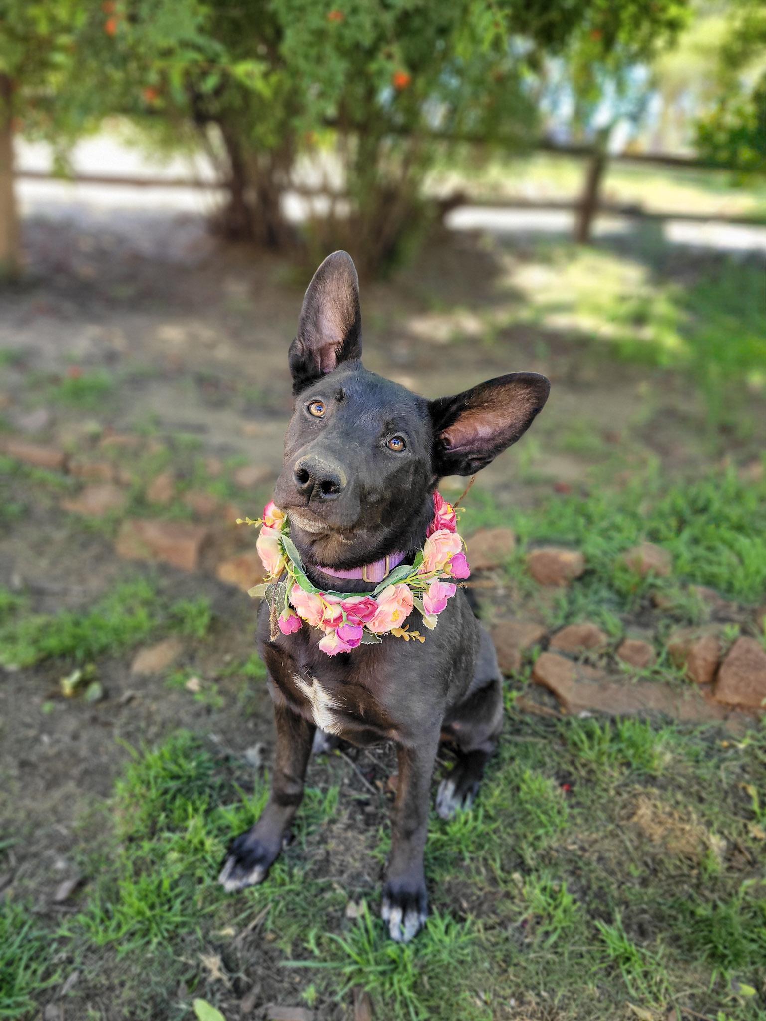 French Toast, ADOPTABLE, Puppy Female Labrador Retriever.