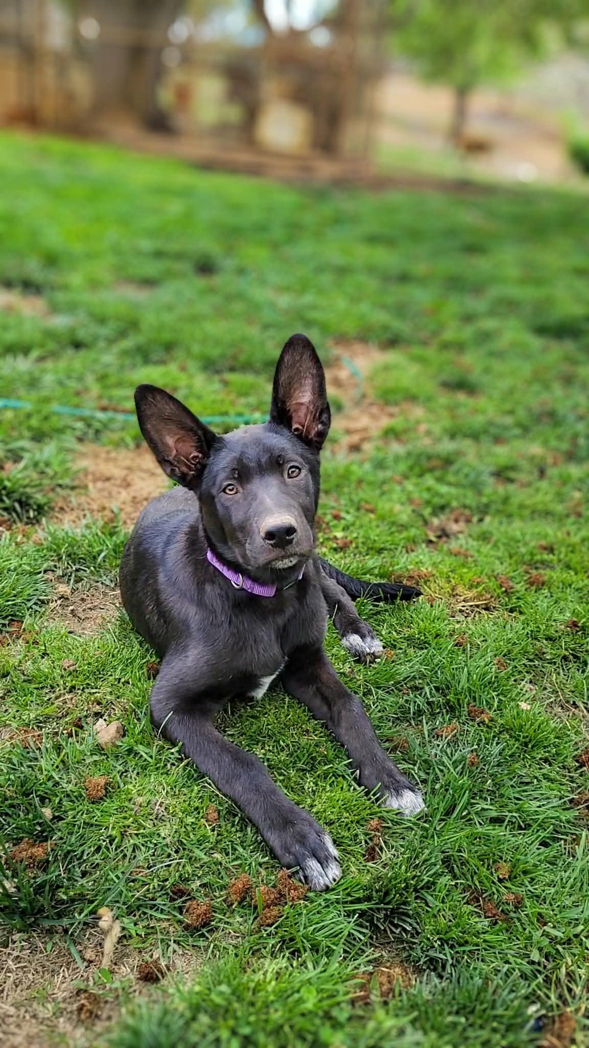 Enlarge French Toast, a ADOPTABLE mixed breed in Temecula, CA image 1/6