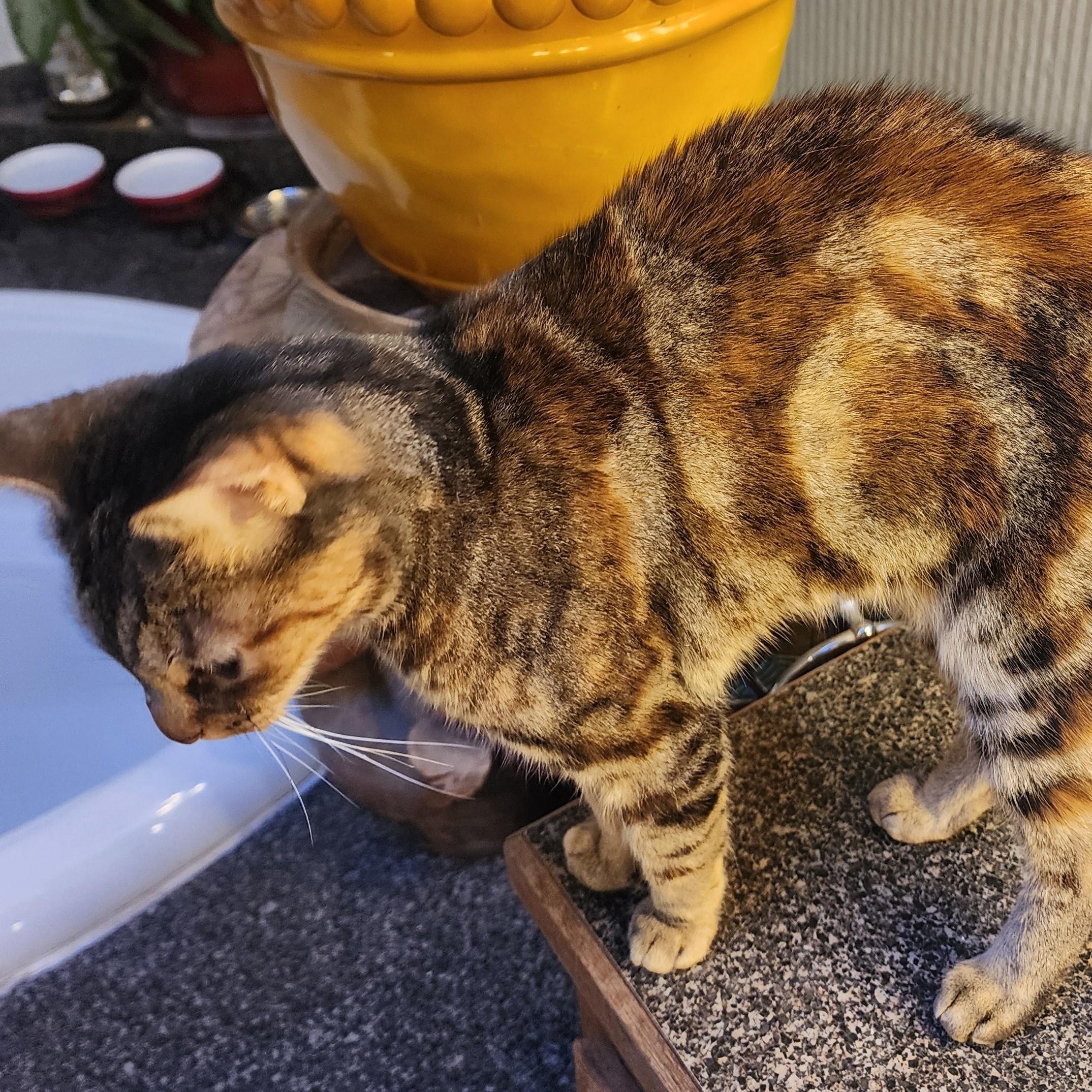 Turtle, ADOPTABLE, Adult Female Tabby.