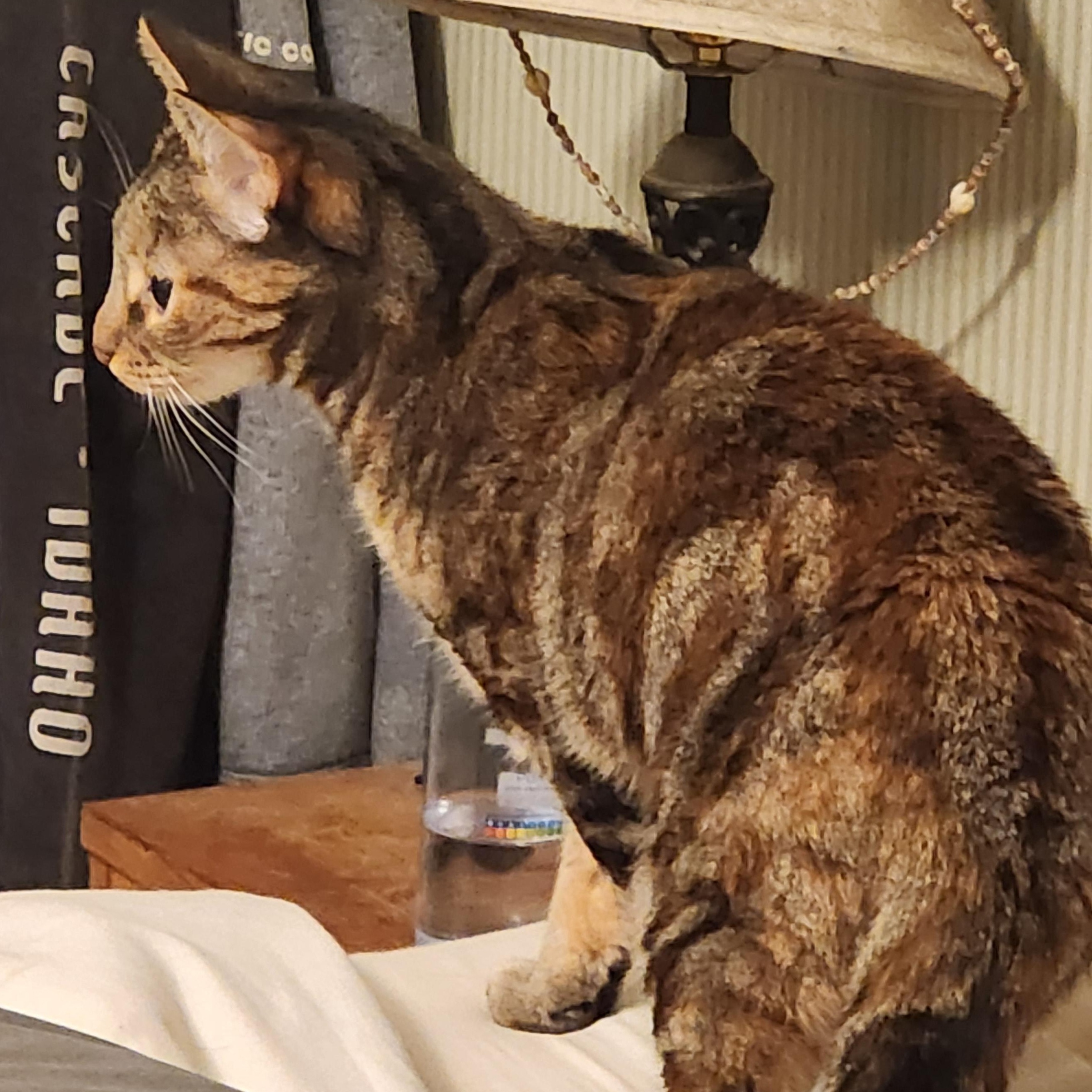 Enlarge Turtle, a ADOPTABLE Tabby in Newport, OR image 2/2