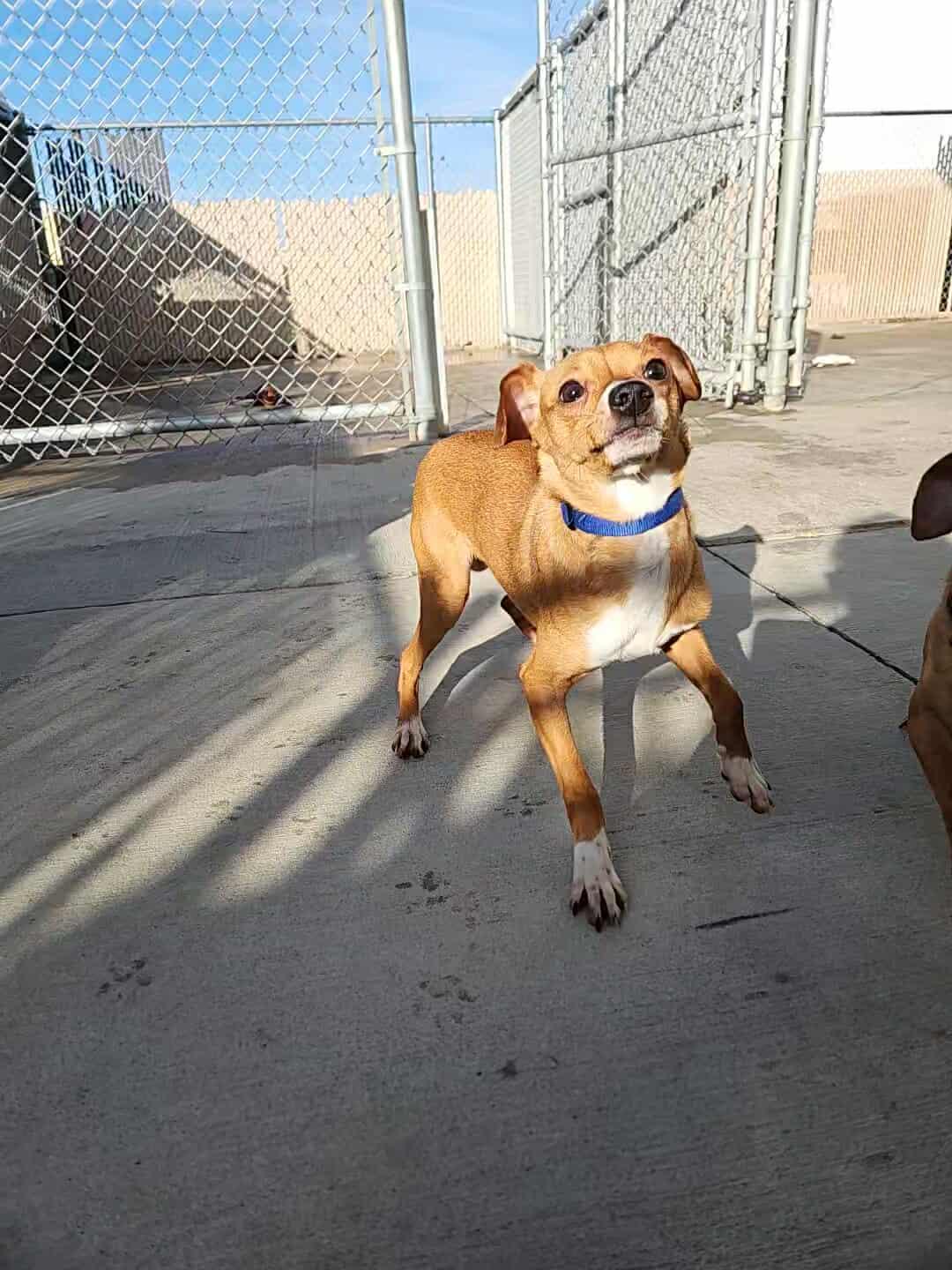 Chase, adopted, Puppy Male Chihuahua.