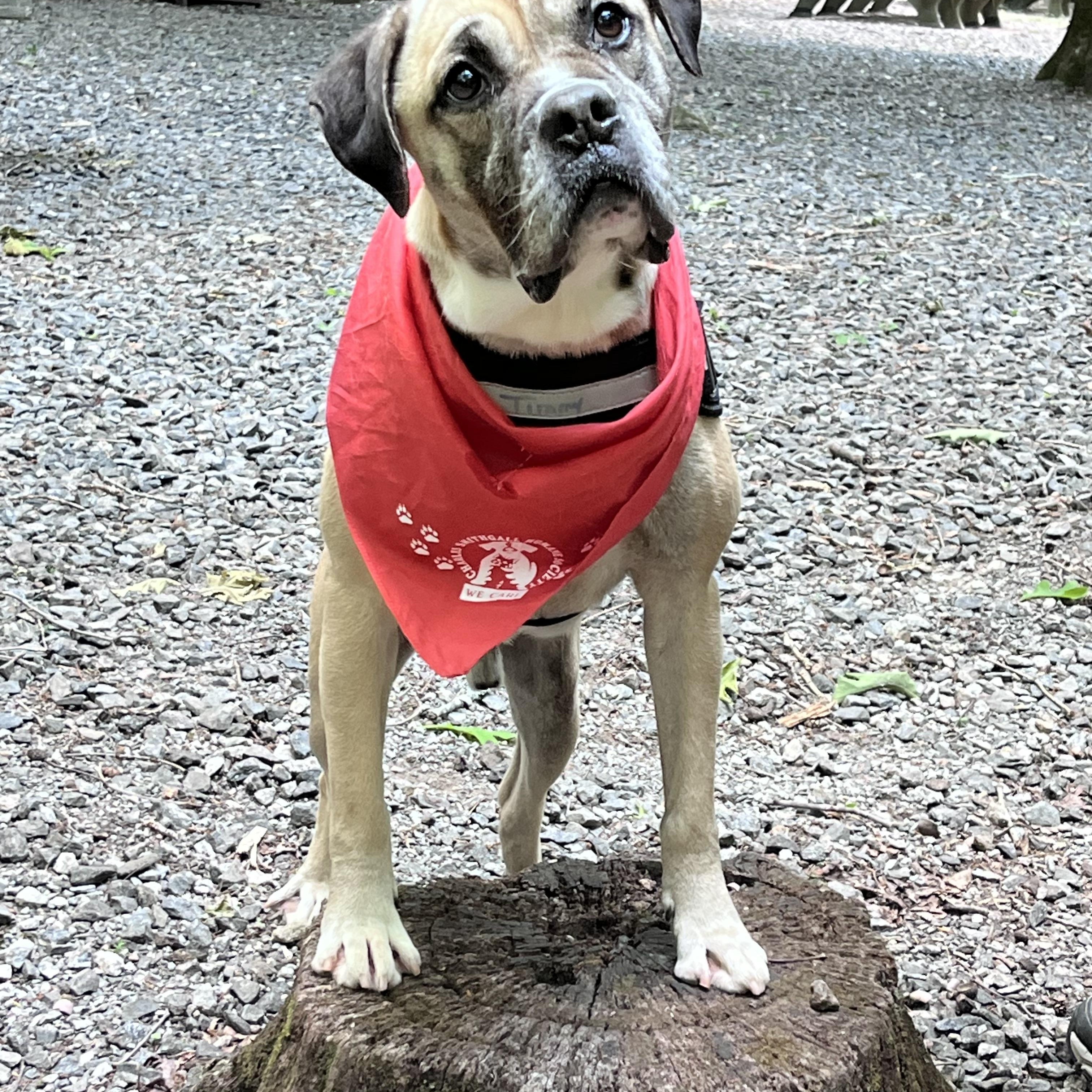 Enlarge Davis, a Adoptable mixed breed in Sautee Nacoochee, GA image 3/6
