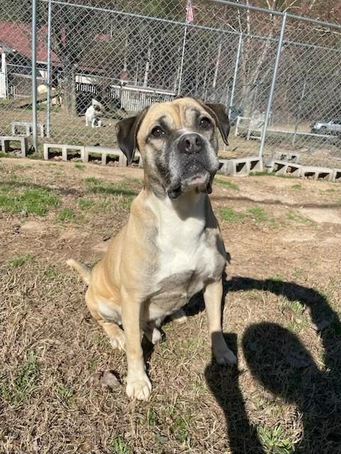 Enlarge Davis, a Adoptable mixed breed in Sautee Nacoochee, GA image 5/6