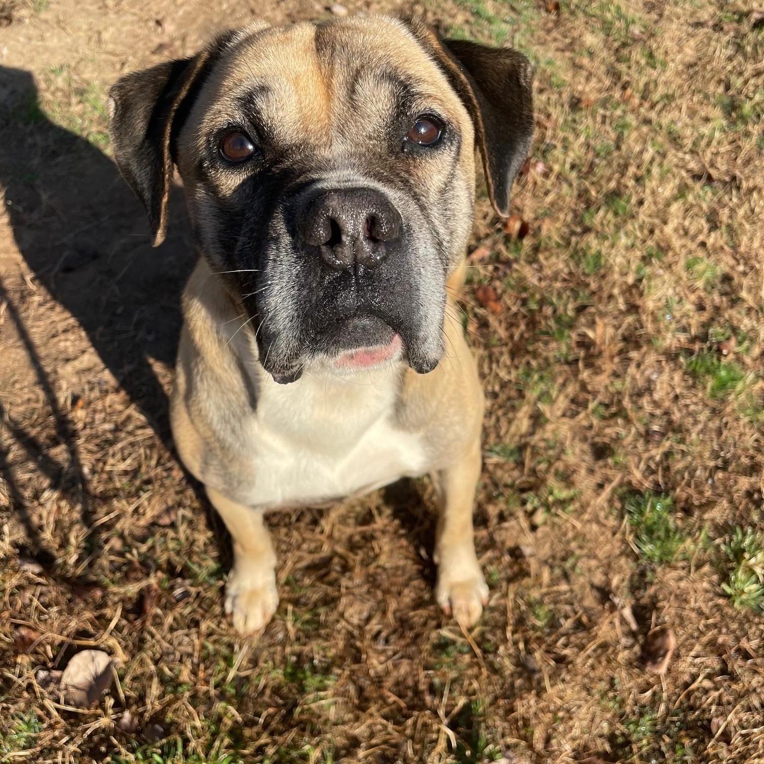 Enlarge Davis, a Adoptable mixed breed in Sautee Nacoochee, GA image 6/6