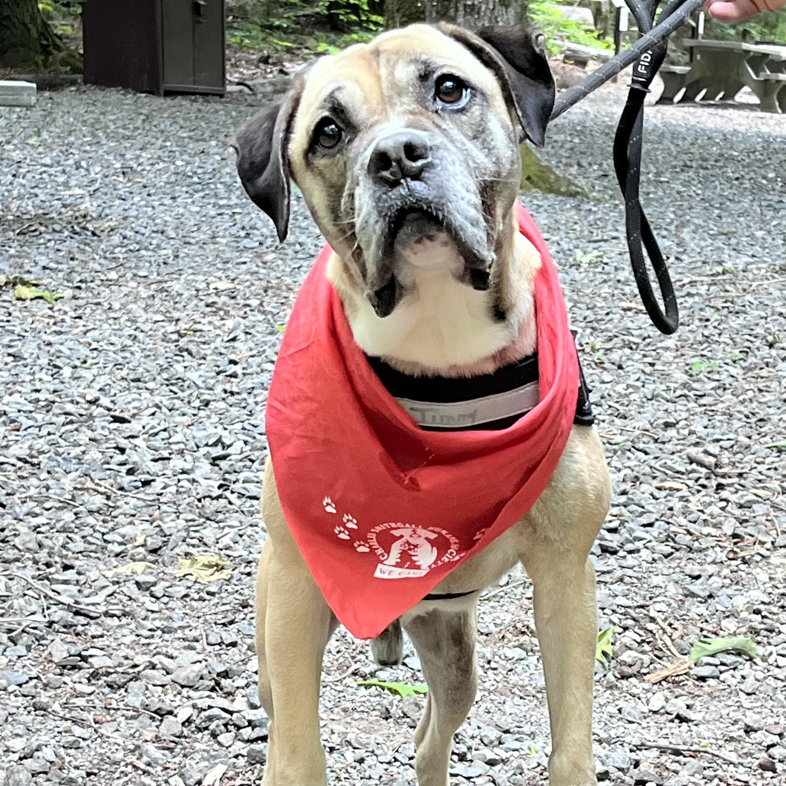 Enlarge Davis, a Adoptable mixed breed in Sautee Nacoochee, GA image 1/6