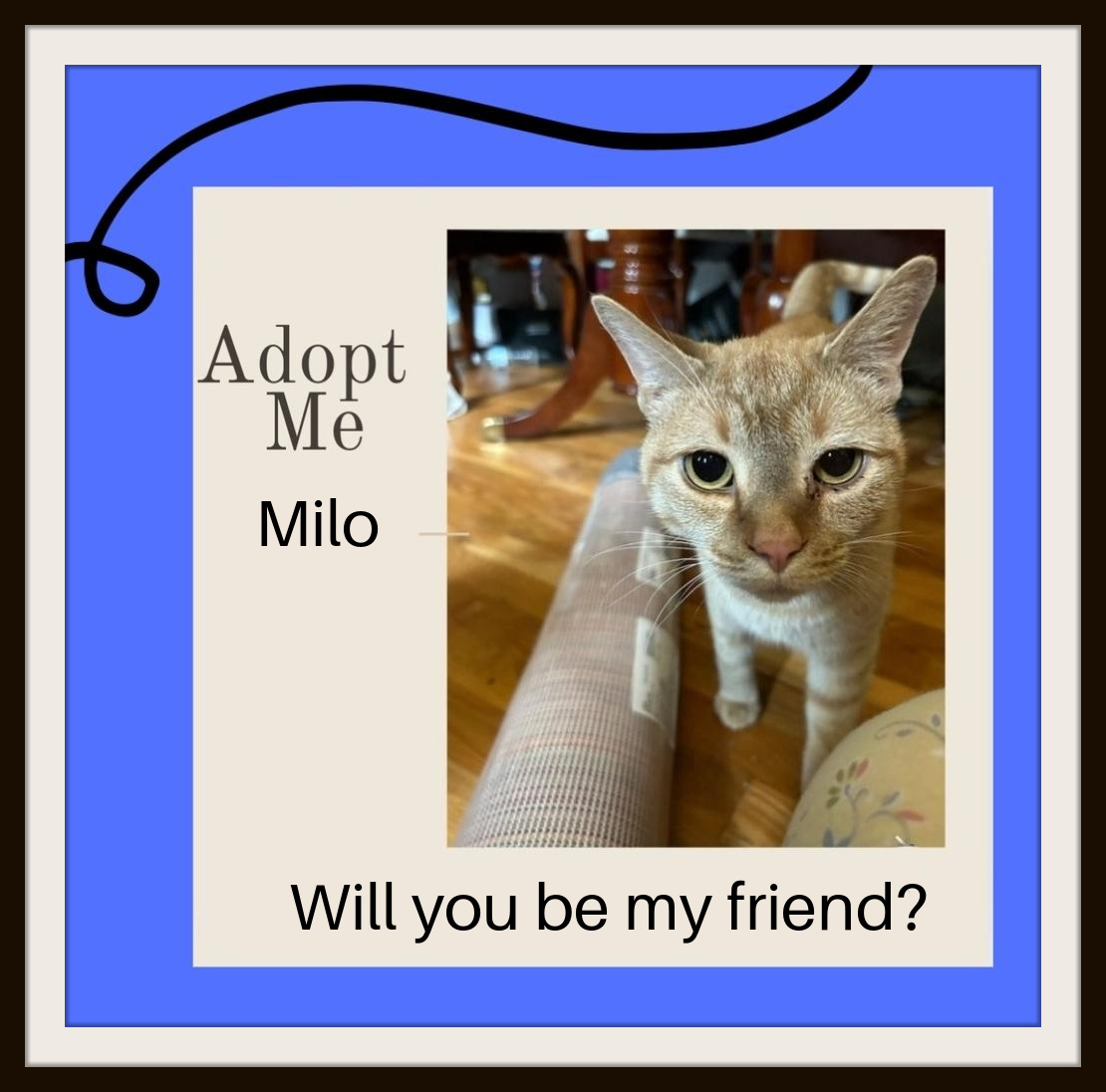 Enlarge Milo - I am gentle, sweet, huge purrs and prefer ladies please, a Adoptable Domestic Short Hair in Snow Camp, NC image 1/1