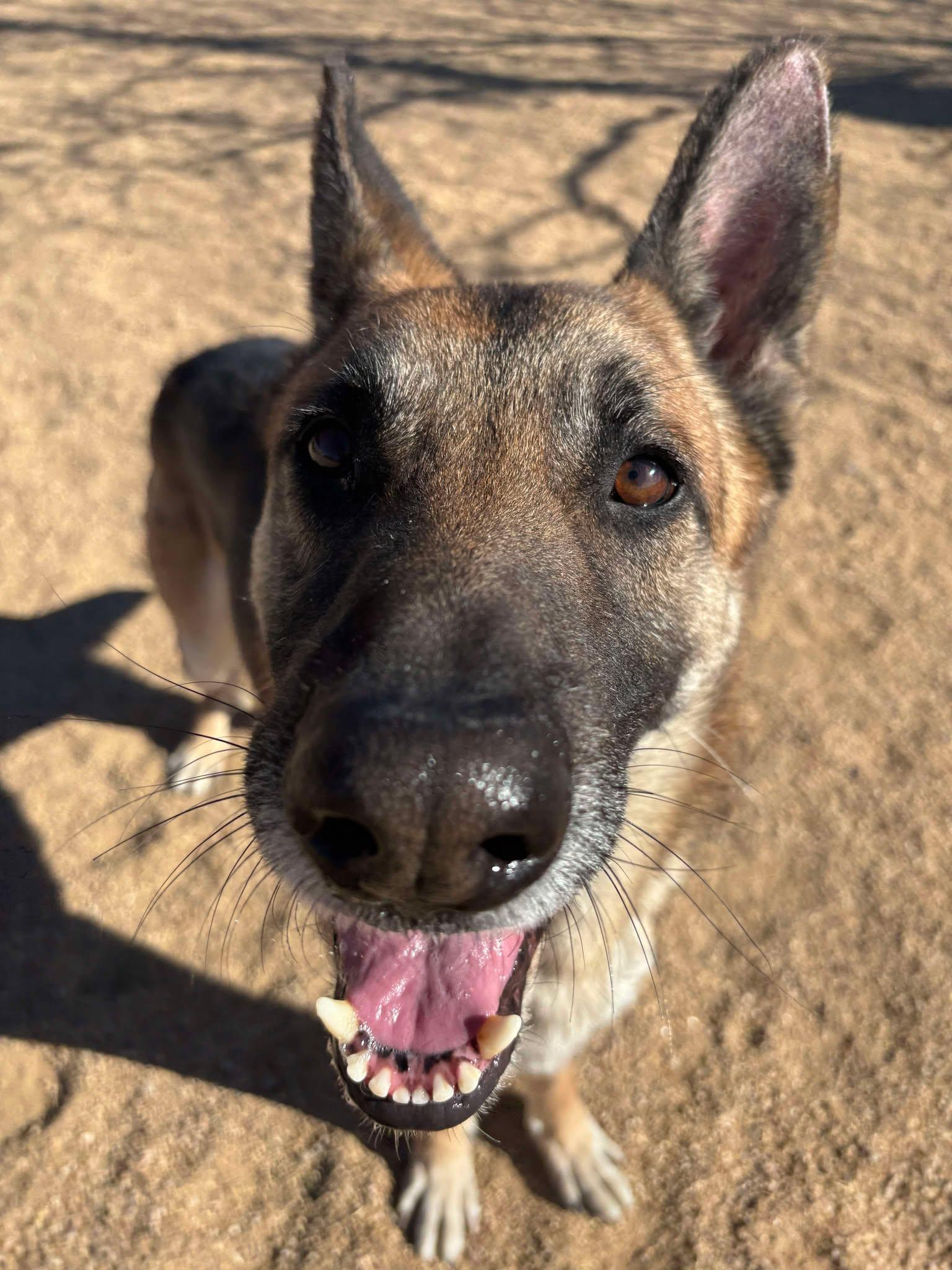 Enlarge Rocky, a Adoptable mixed breed in Glendale, AZ image 1/6