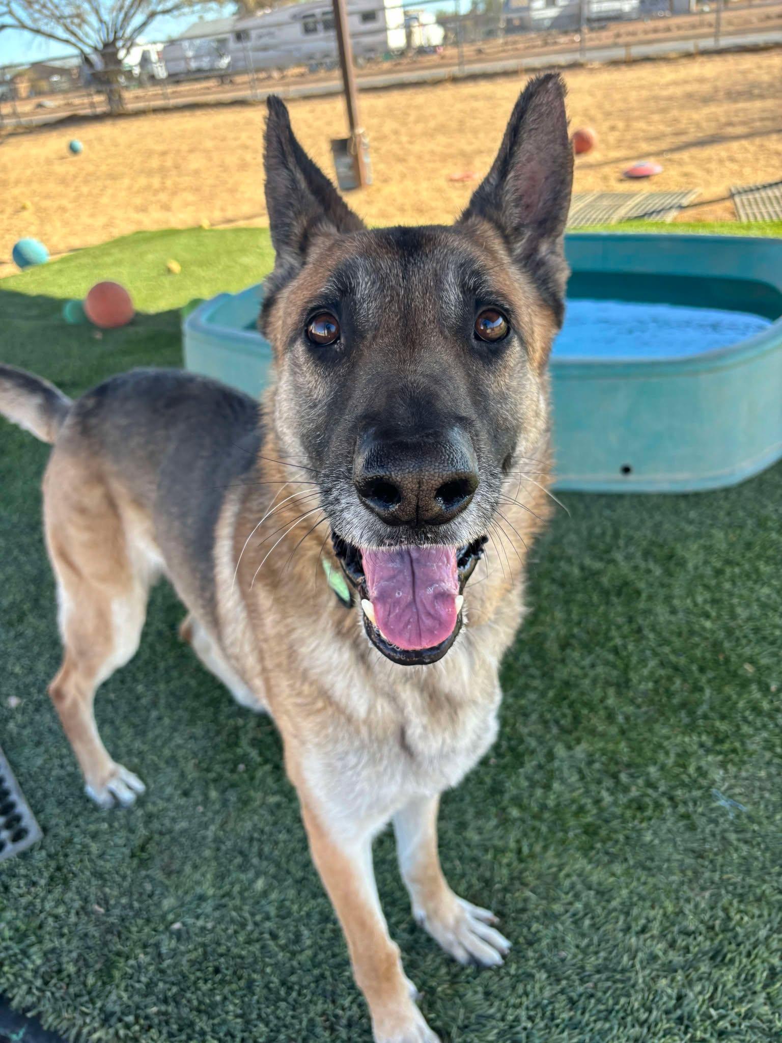 Enlarge Rocky, a Adoptable mixed breed in Glendale, AZ image 2/6