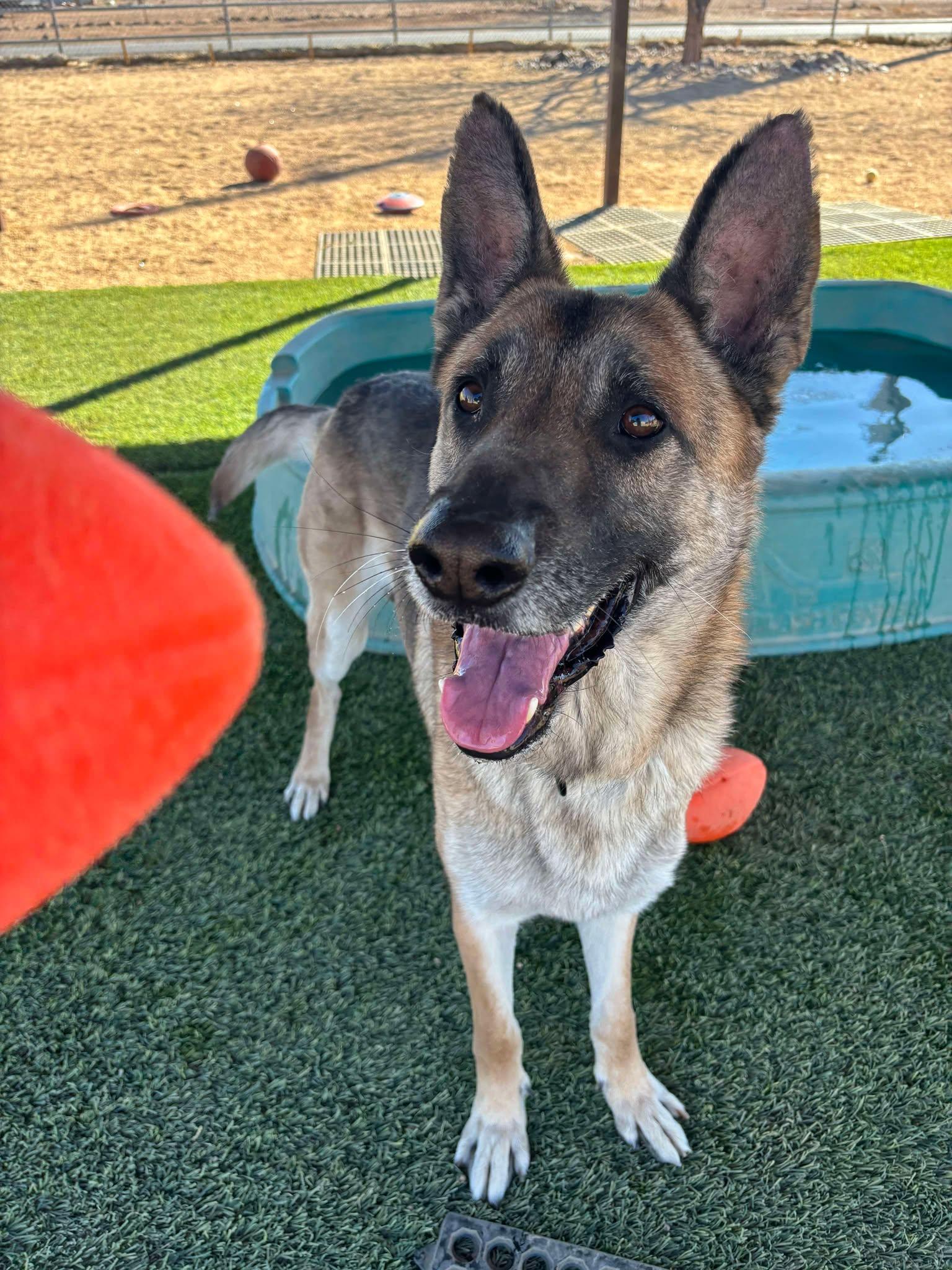 Enlarge Rocky, a Adoptable mixed breed in Glendale, AZ image 3/6