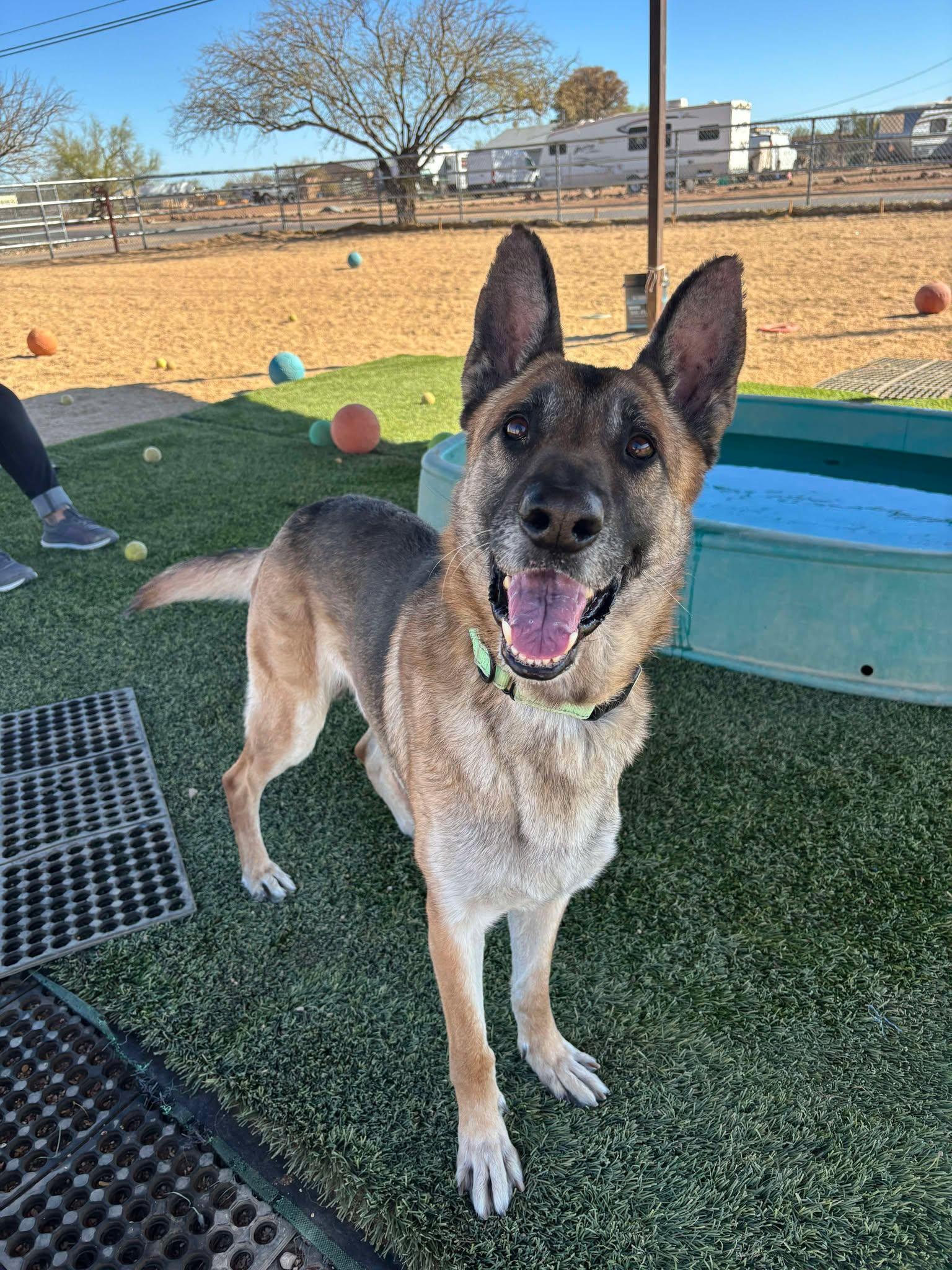 Enlarge Rocky, a Adoptable mixed breed in Glendale, AZ image 4/6