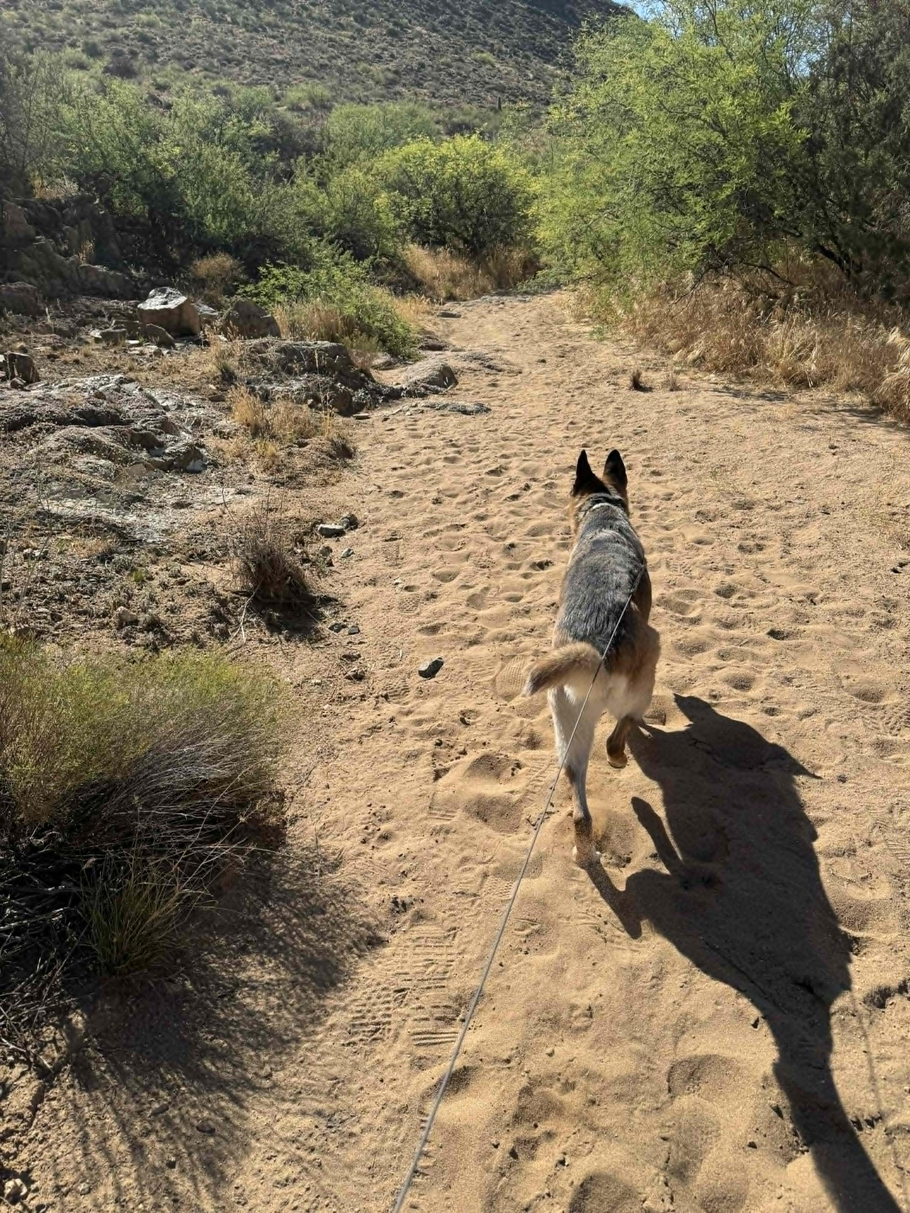 Enlarge Rocky, a Adoptable mixed breed in Glendale, AZ image 5/6
