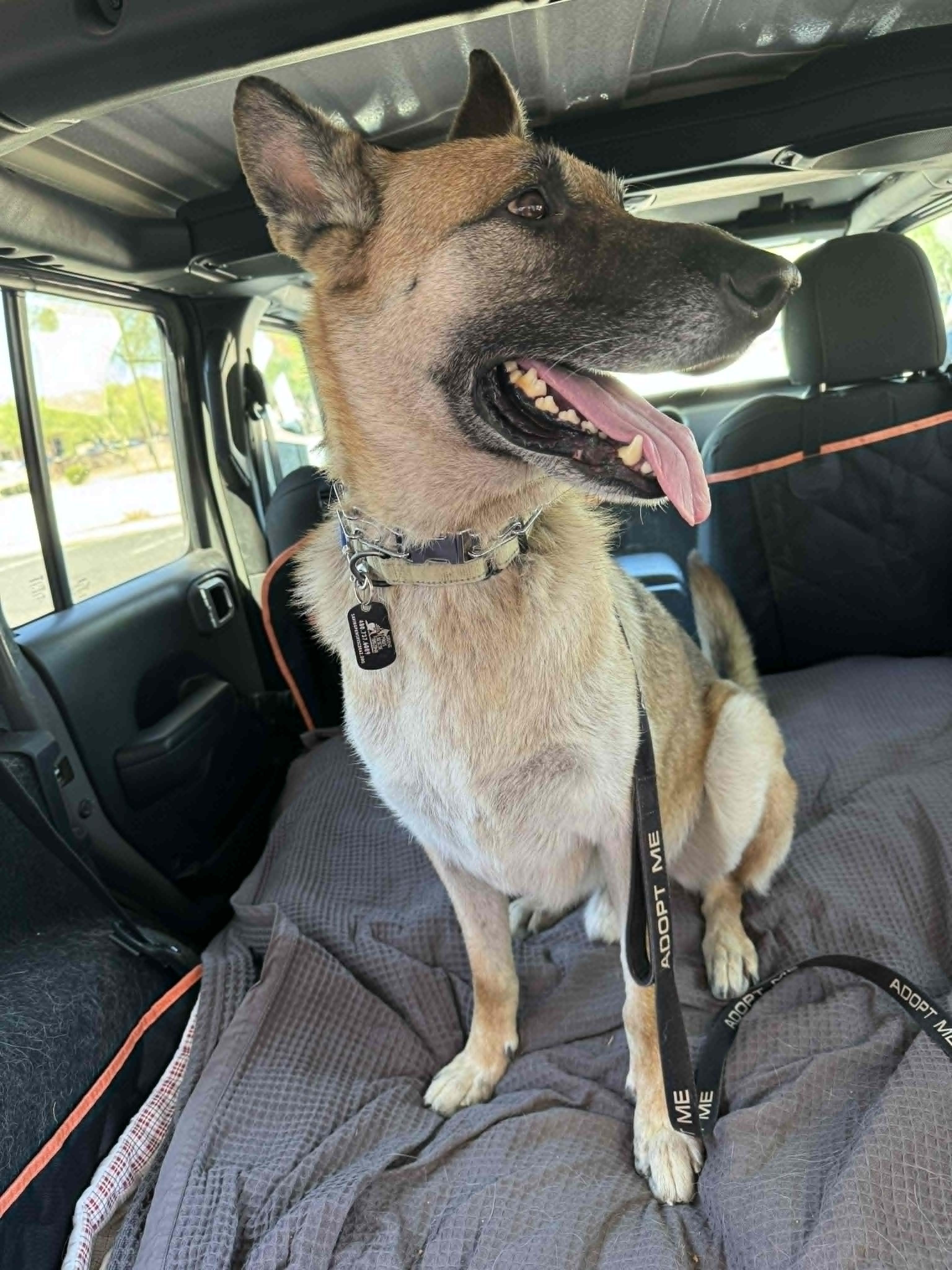 Rocky, Adoptable, Adult Male German Shepherd Dog.