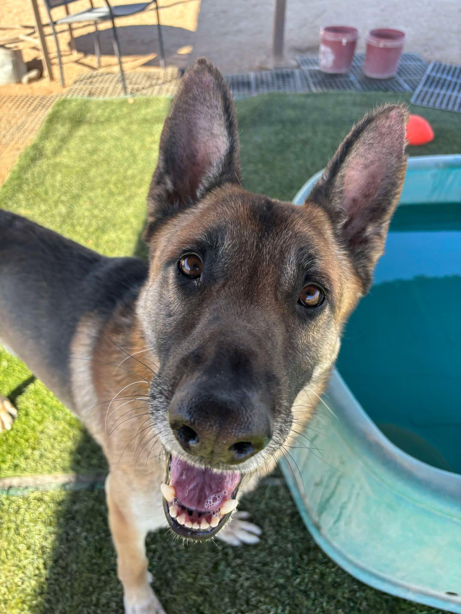 Enlarge Rocky, a Adoptable mixed breed in Glendale, AZ image 5/6