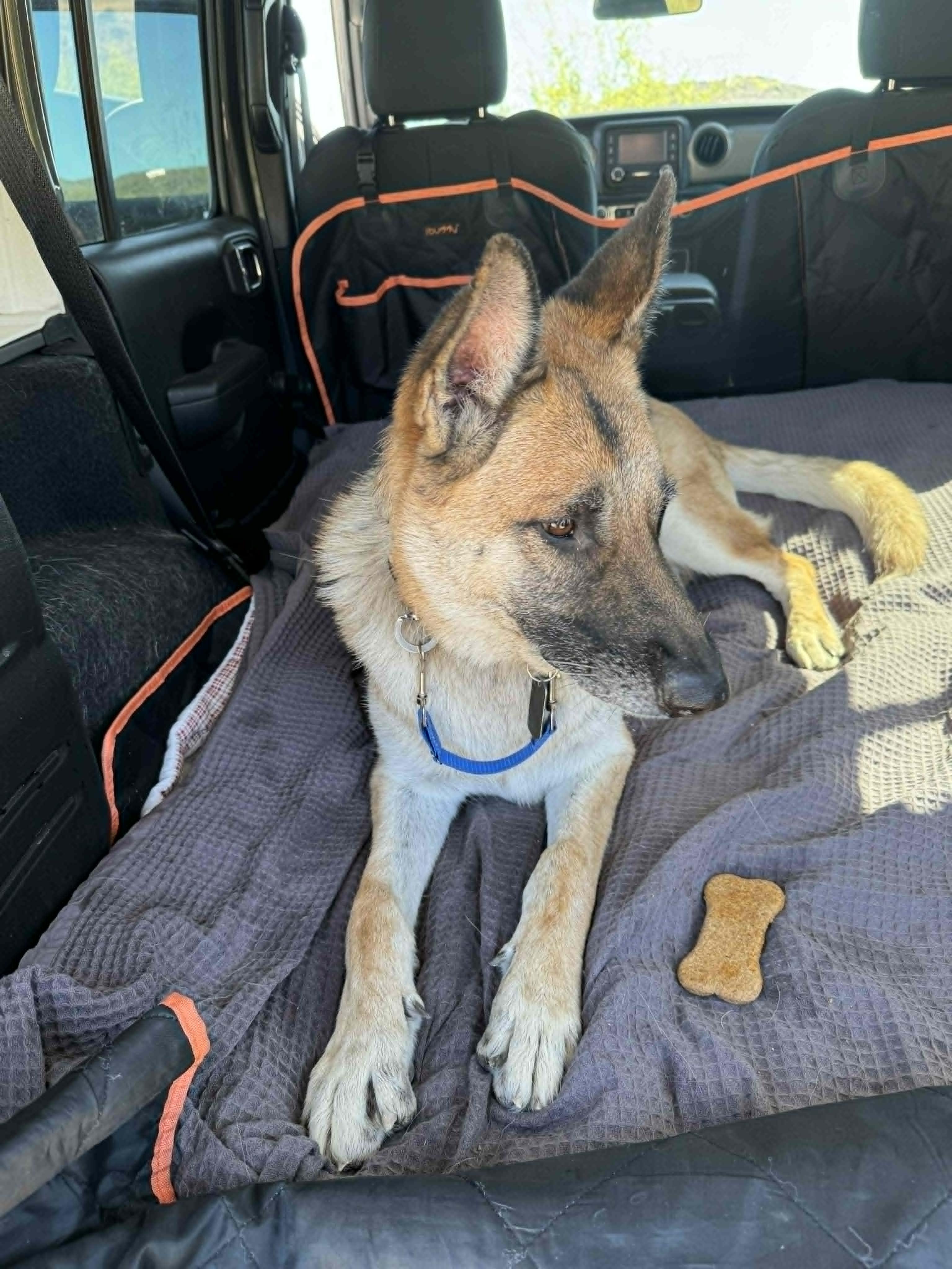 Enlarge Rocky, a Adoptable mixed breed in Glendale, AZ image 3/6