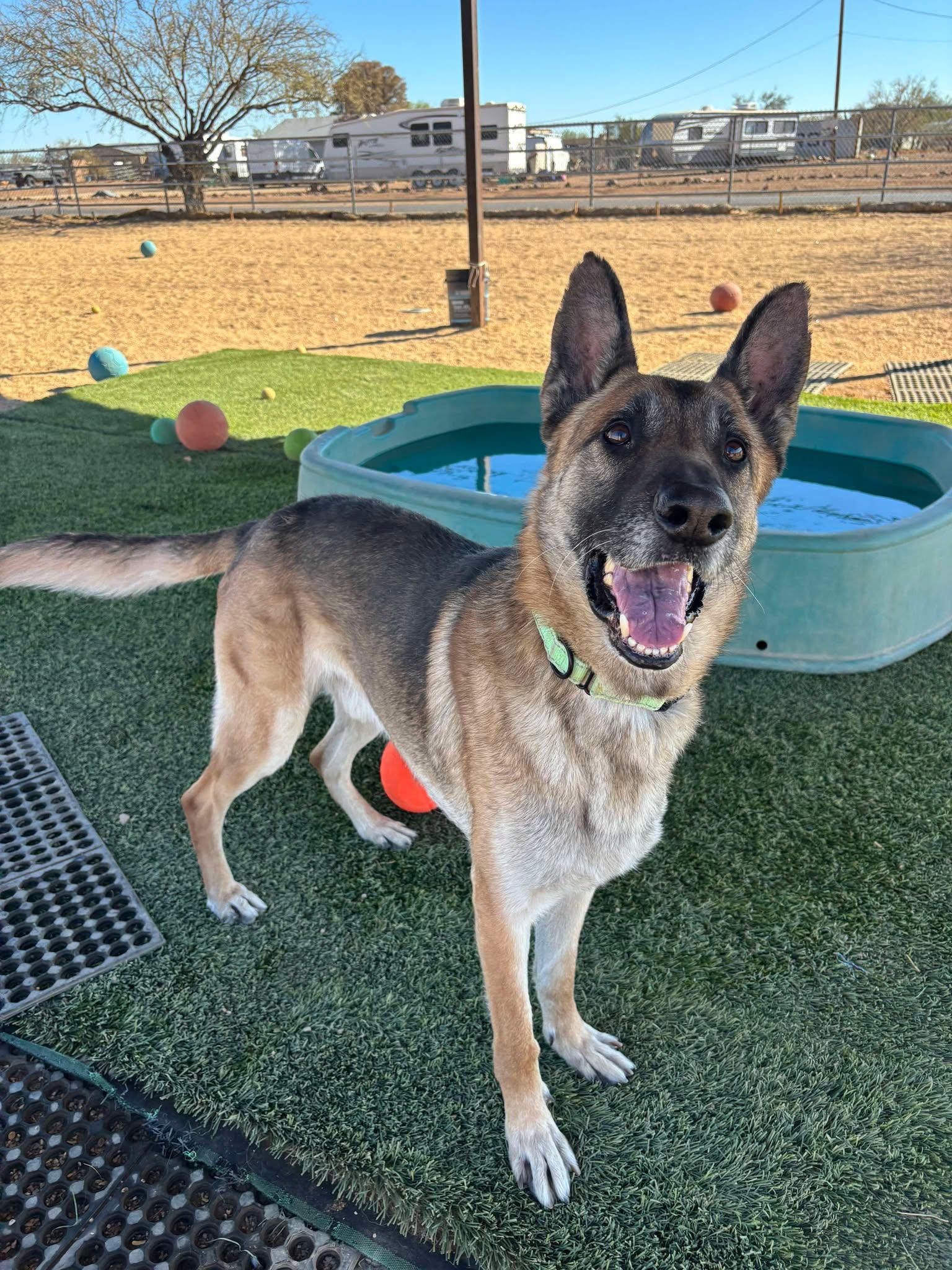 Enlarge Rocky, a Adoptable mixed breed in Glendale, AZ image 6/6