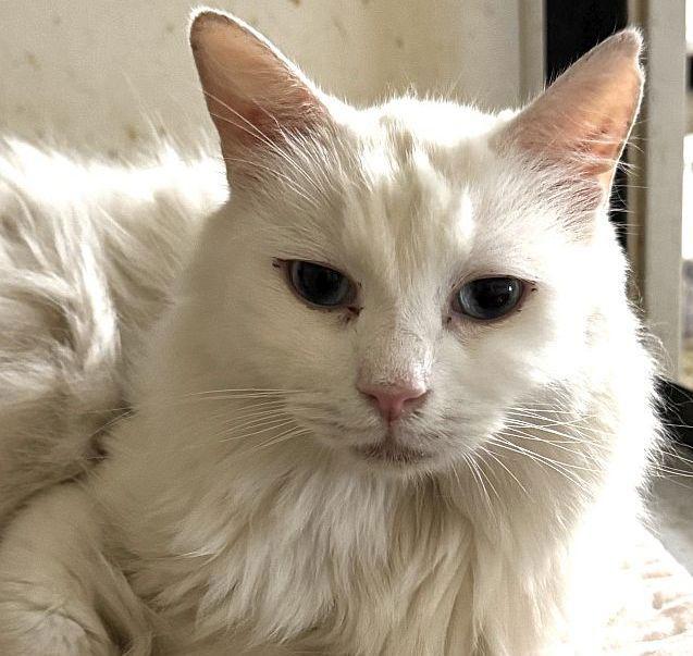 BLU BARRY, a Adoptable Domestic Medium Hair in Powder Springs, GA image 2/3