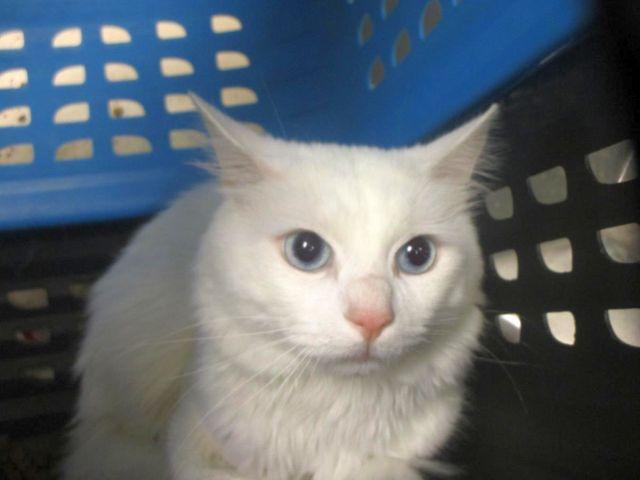 BLU BARRY, a Adoptable Domestic Medium Hair in Powder Springs, GA image 3/3