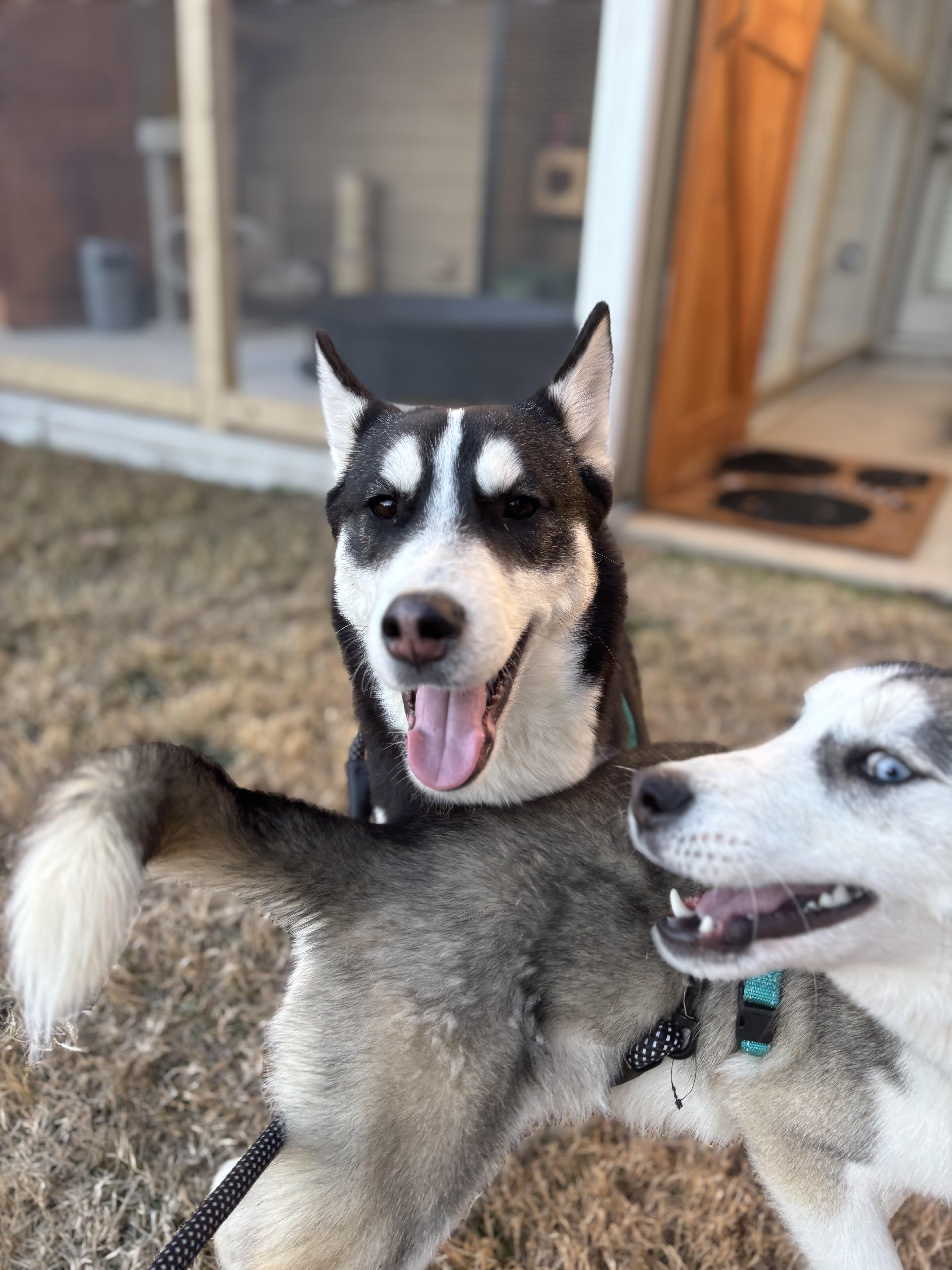 Enlarge Champ, a ADOPTABLE Siberian Husky in Woodstock, GA image 3/6