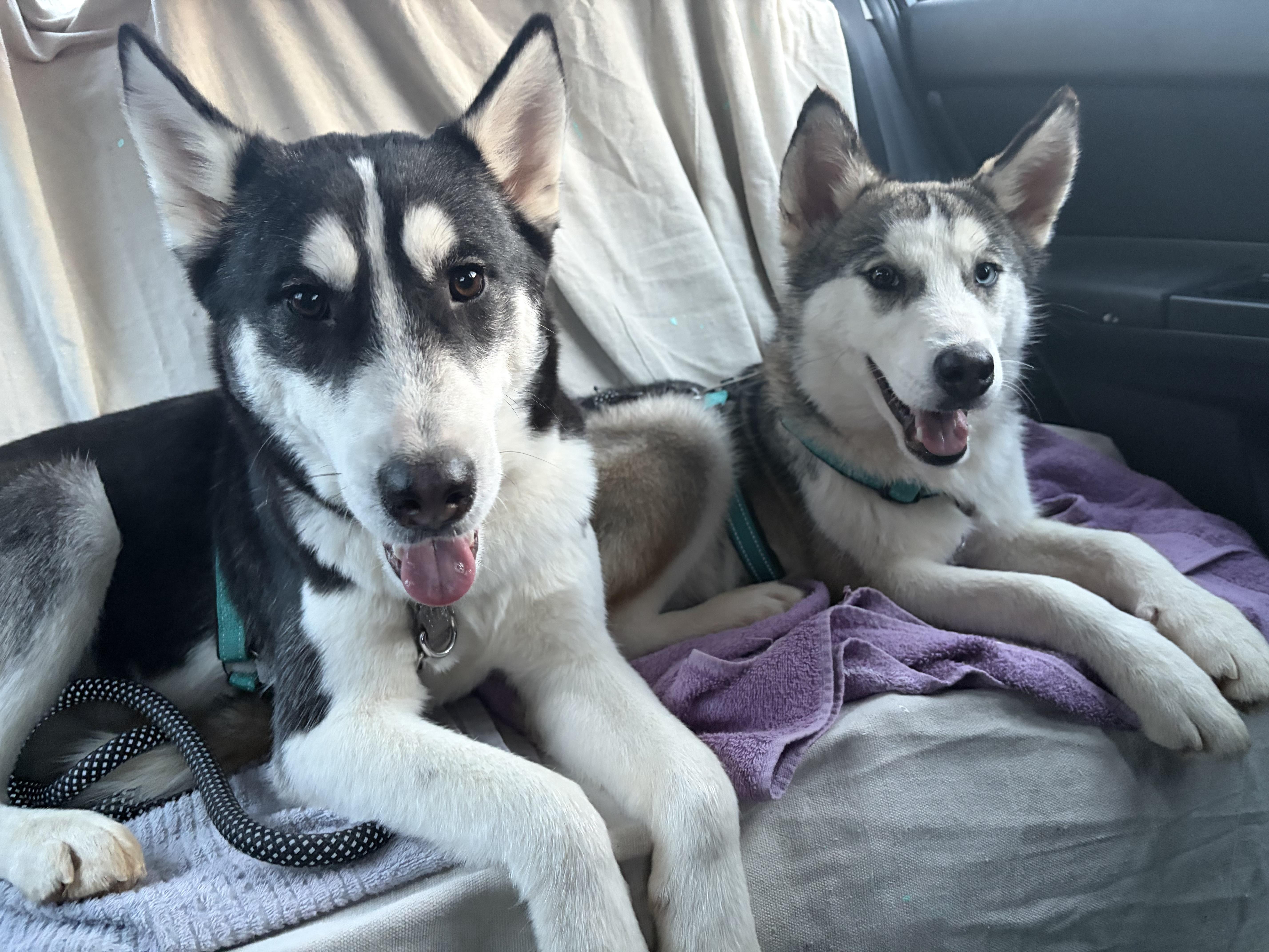 Enlarge Champ, a ADOPTABLE Siberian Husky in Woodstock, GA image 4/6