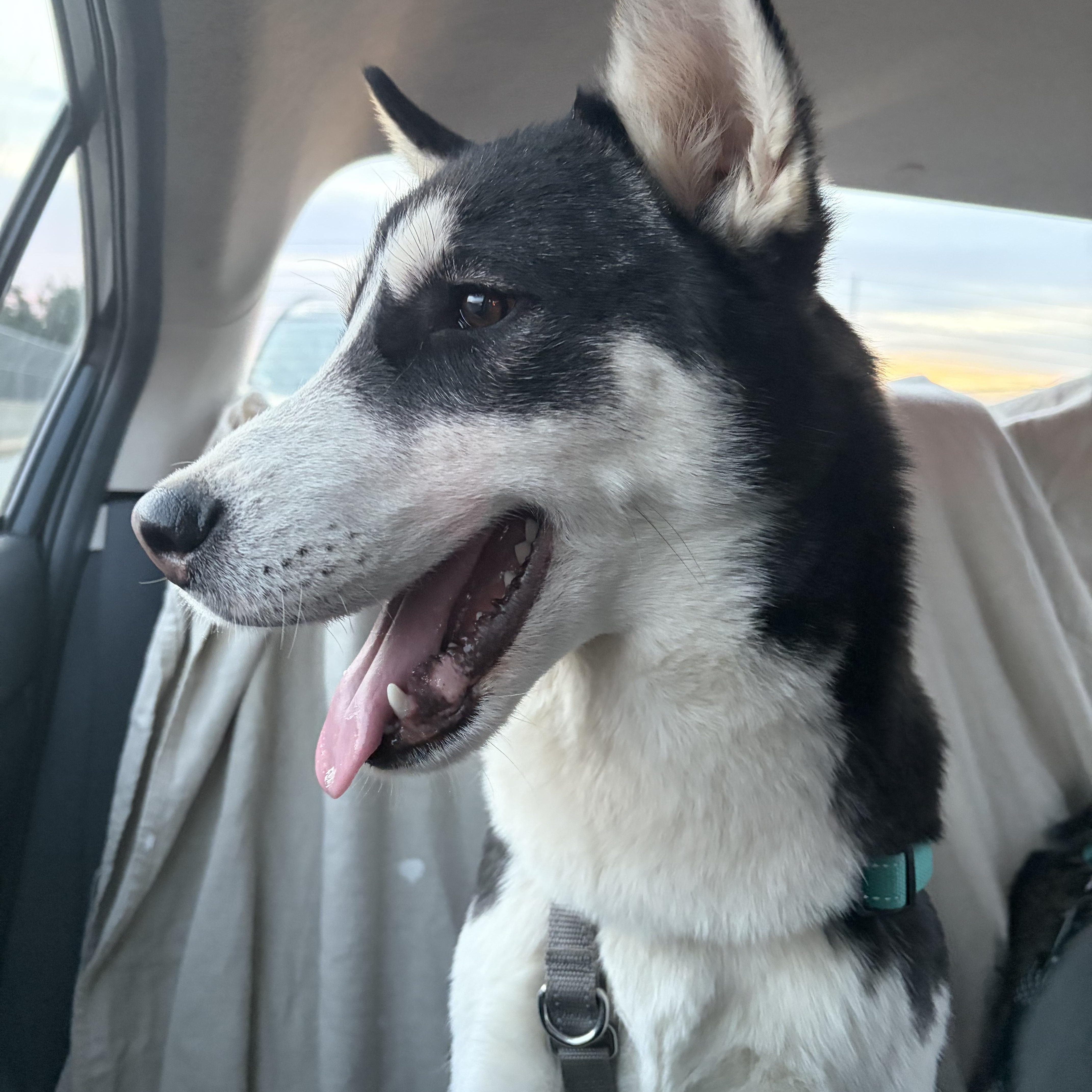 Enlarge Champ, a ADOPTABLE Siberian Husky in Woodstock, GA image 1/6