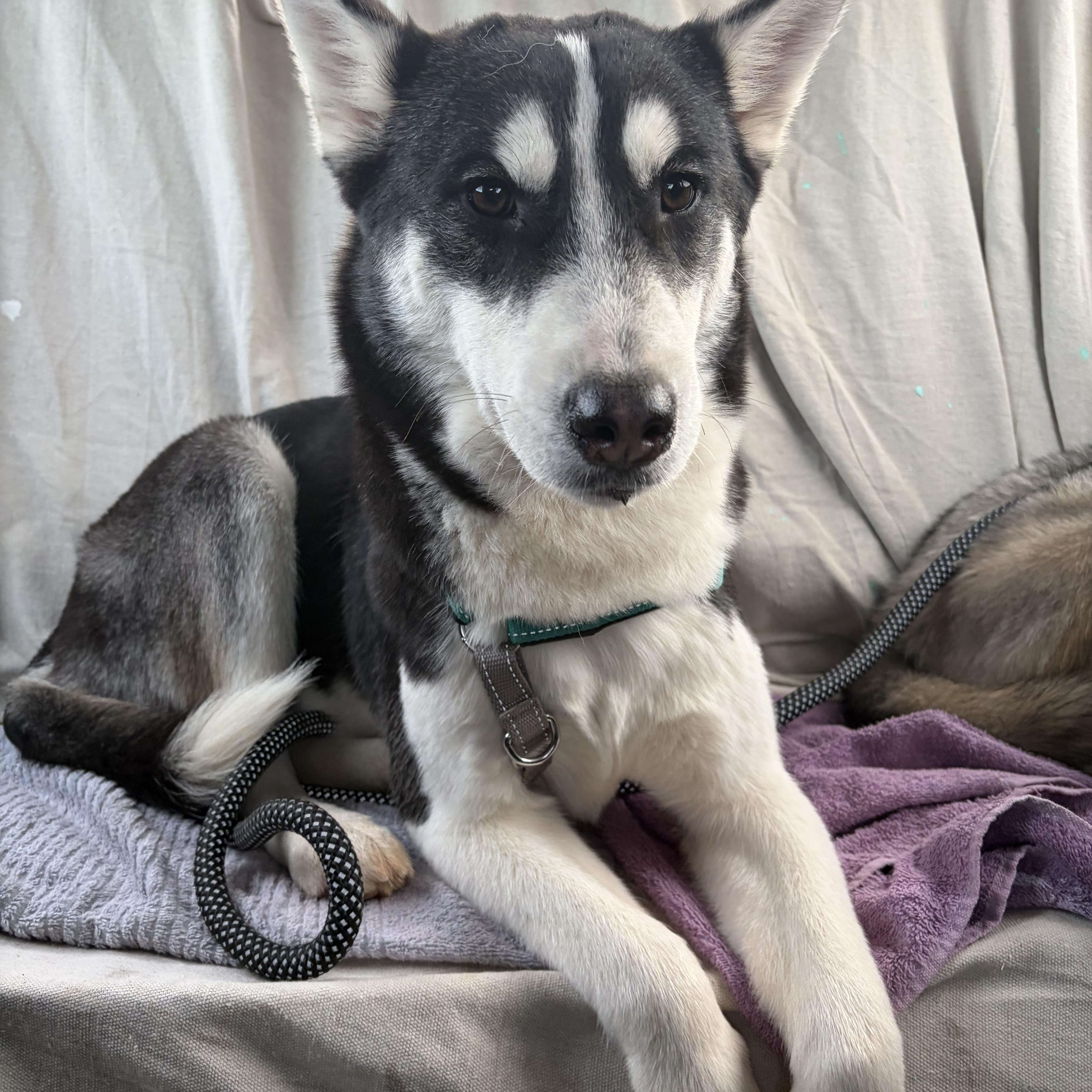 Enlarge Champ, a ADOPTABLE Siberian Husky in Woodstock, GA image 5/6