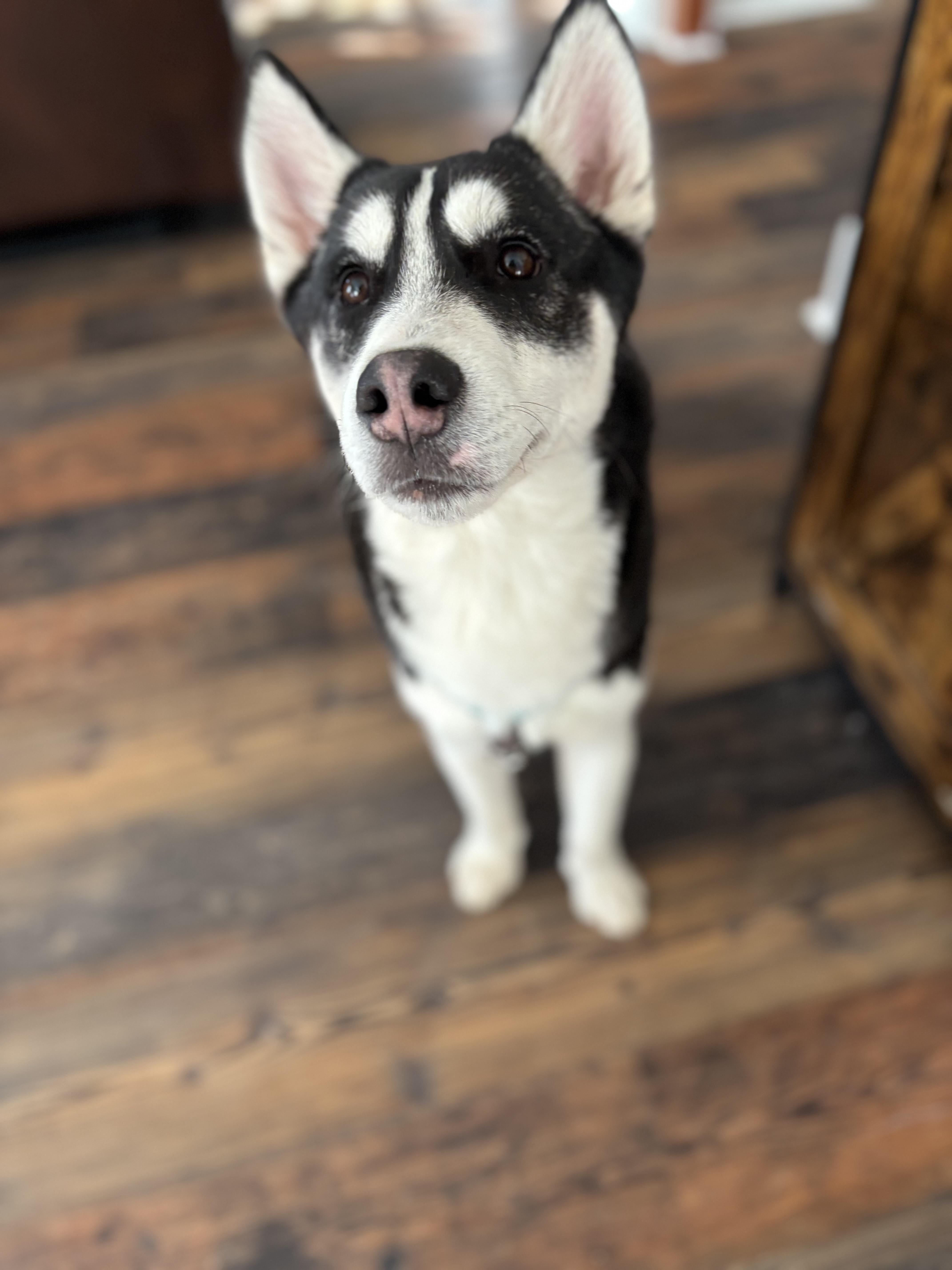 Enlarge Champ, a ADOPTABLE Siberian Husky in Woodstock, GA image 6/6