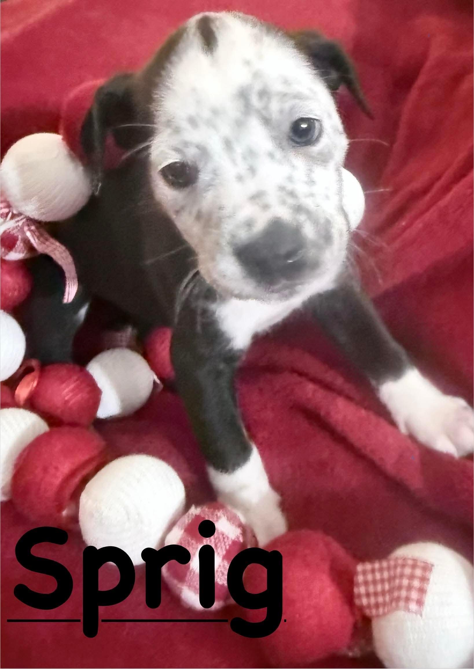 Enlarge Sprig, a ADOPTABLE Mixed Breed in St. Clairsville, OH image 1/3