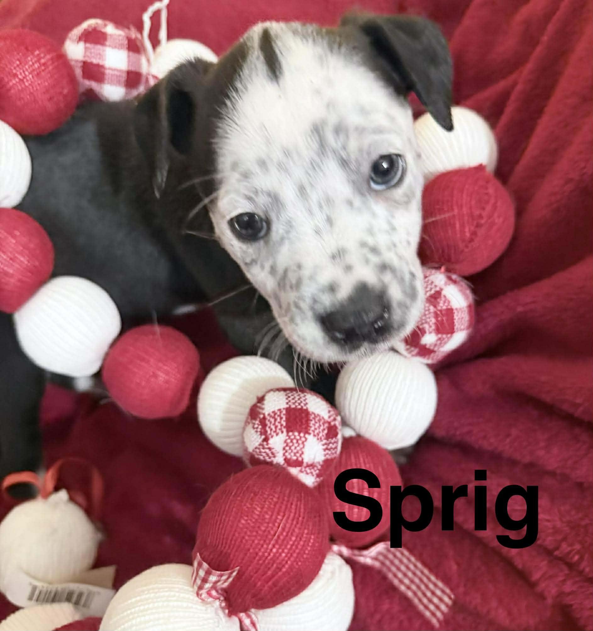 Enlarge Sprig, a ADOPTABLE Mixed Breed in St. Clairsville, OH image 3/3