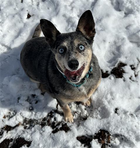 Enlarge FALCON, a Adoptable Australian Cattle Dog / Blue Heeler in Denver, CO image 1/1