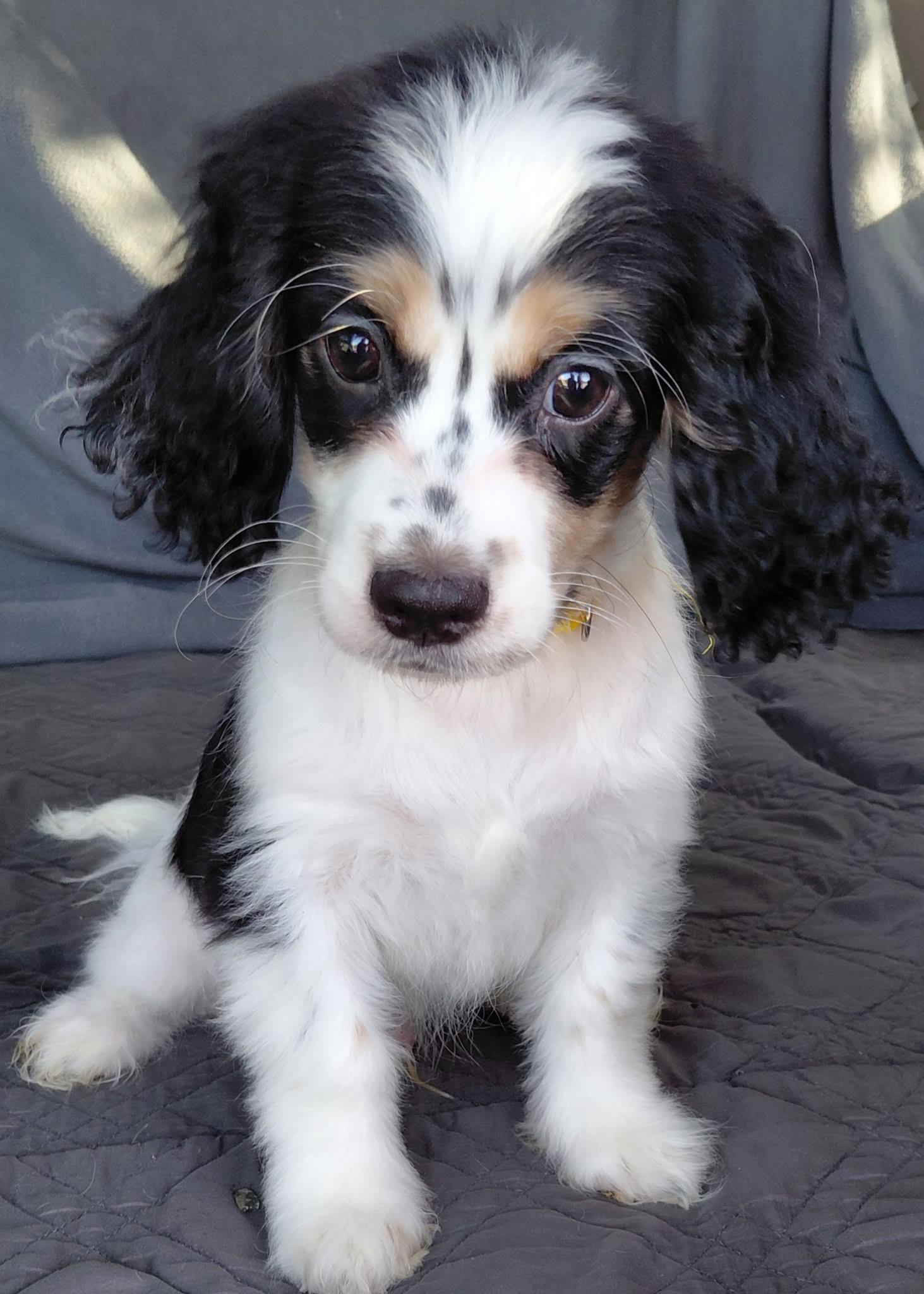 Enlarge Louie, a ADOPTABLE mixed breed in Oakland, CA image 3/3