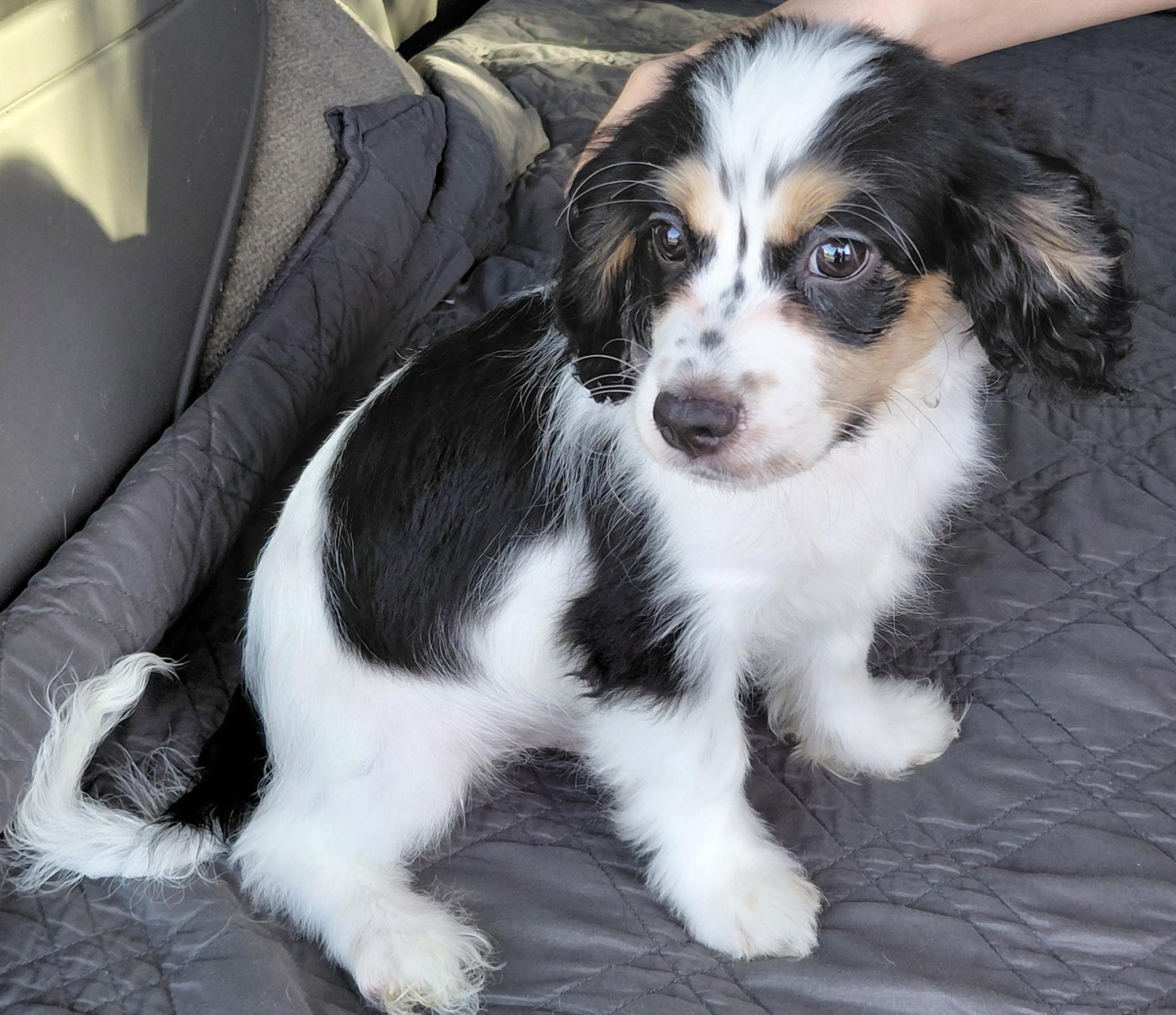 Enlarge Louie, a ADOPTABLE mixed breed in Oakland, CA image 2/3