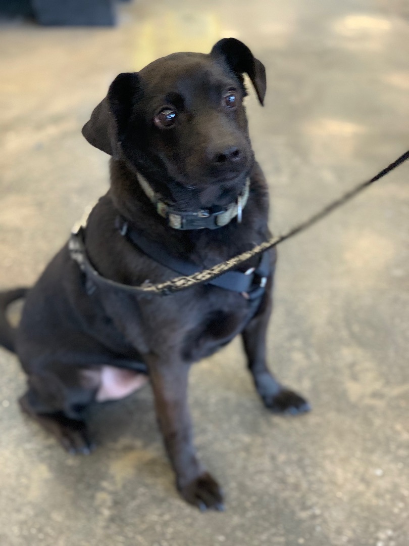Eddie , adoptable, Senior Male Chihuahua.