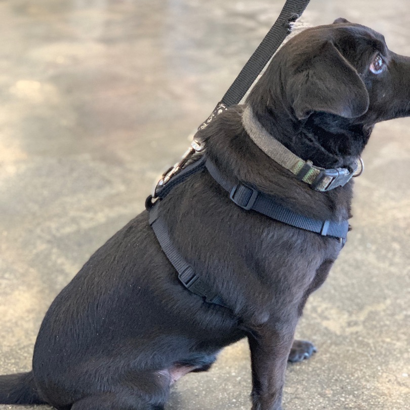 Enlarge Eddie , an adoptable mixed breed in Mojave, CA image 2/6