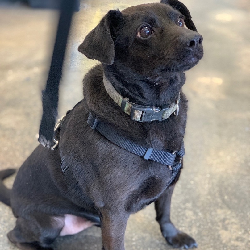 Enlarge Eddie , an adoptable mixed breed in Mojave, CA image 3/6