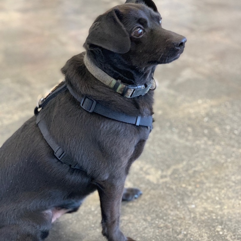 Enlarge Eddie , an adoptable mixed breed in Mojave, CA image 4/6