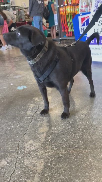 Enlarge Eddie , an adoptable mixed breed in Mojave, CA video 5/6