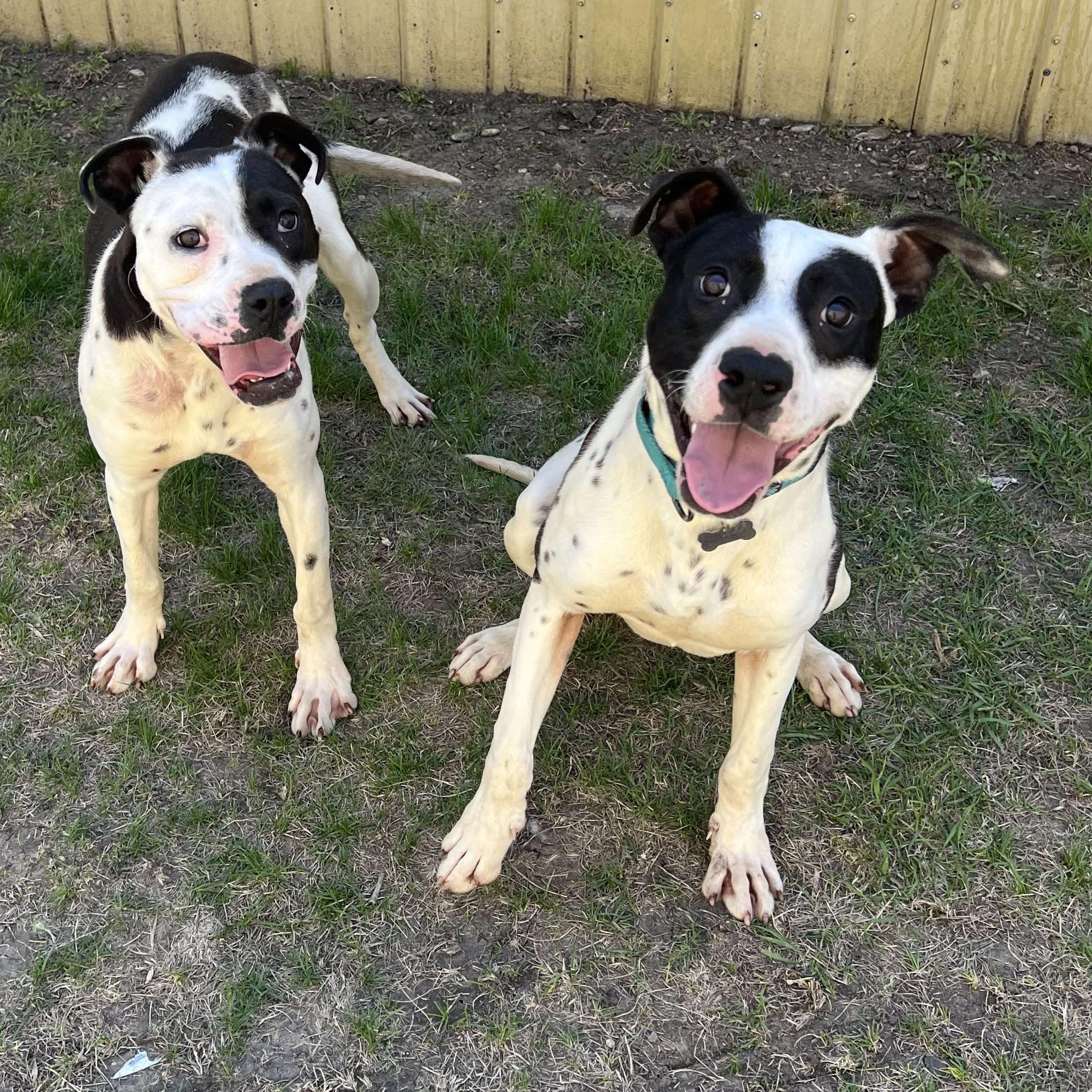 Maisie, Adult Female Mixed Breed