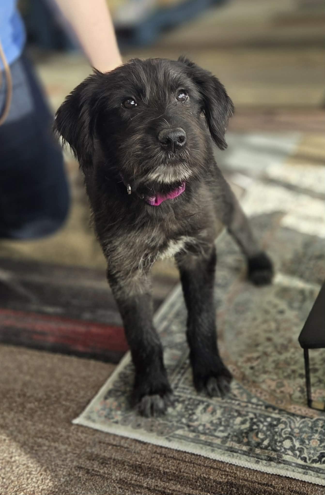 Biscuit The Schnauzer Mix thumbnail 2