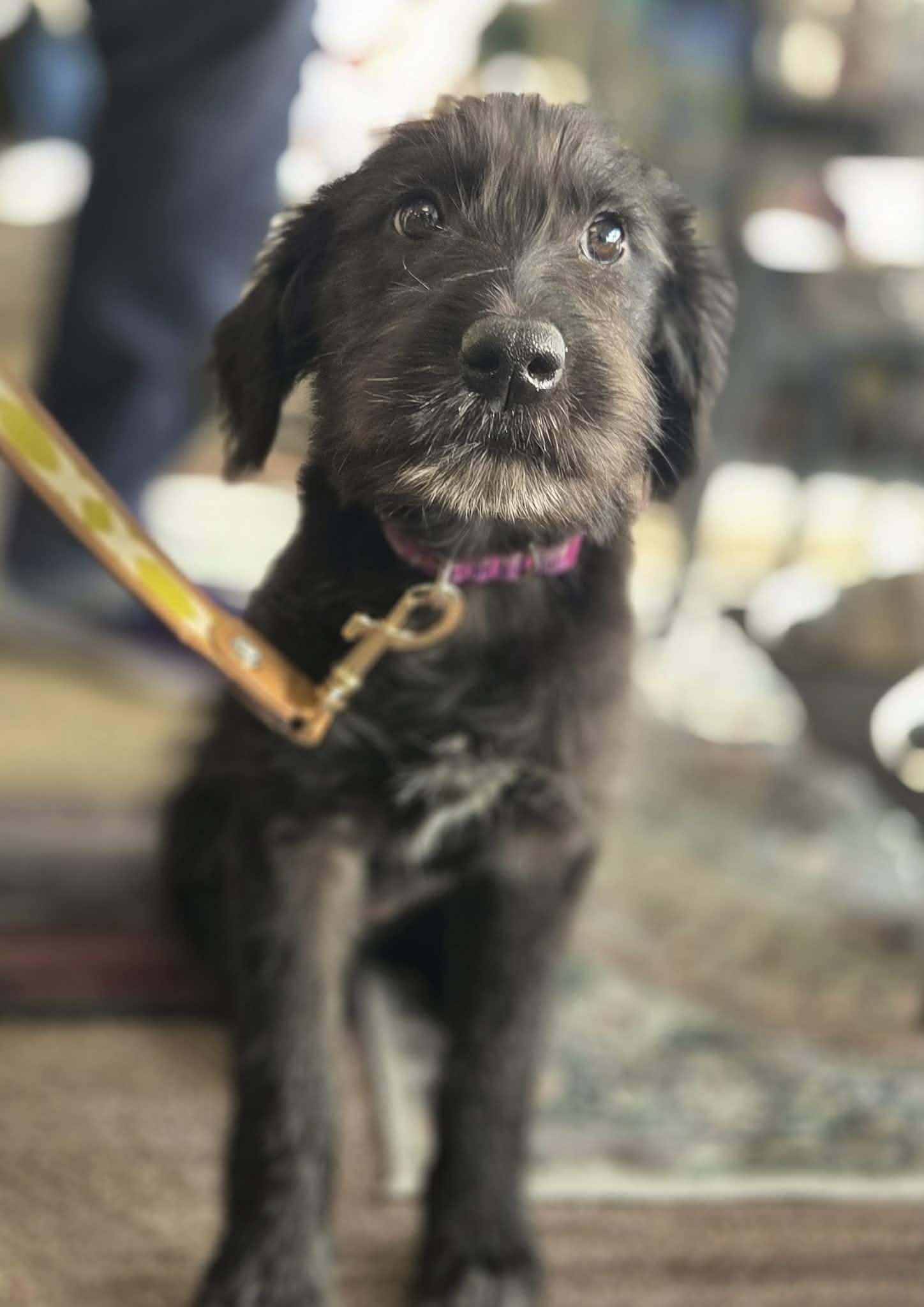 Biscuit The Schnauzer Mix thumbnail 3
