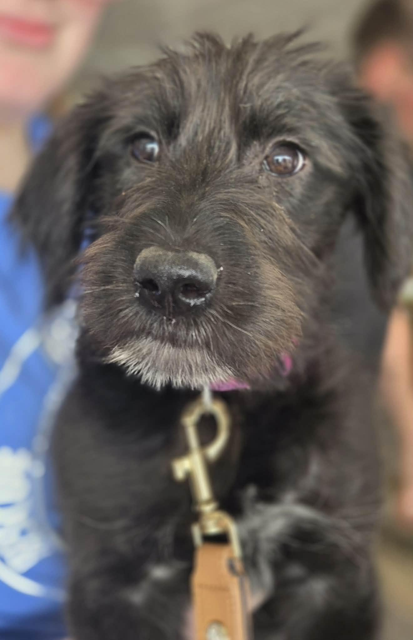 Biscuit The Schnauzer Mix thumbnail 4