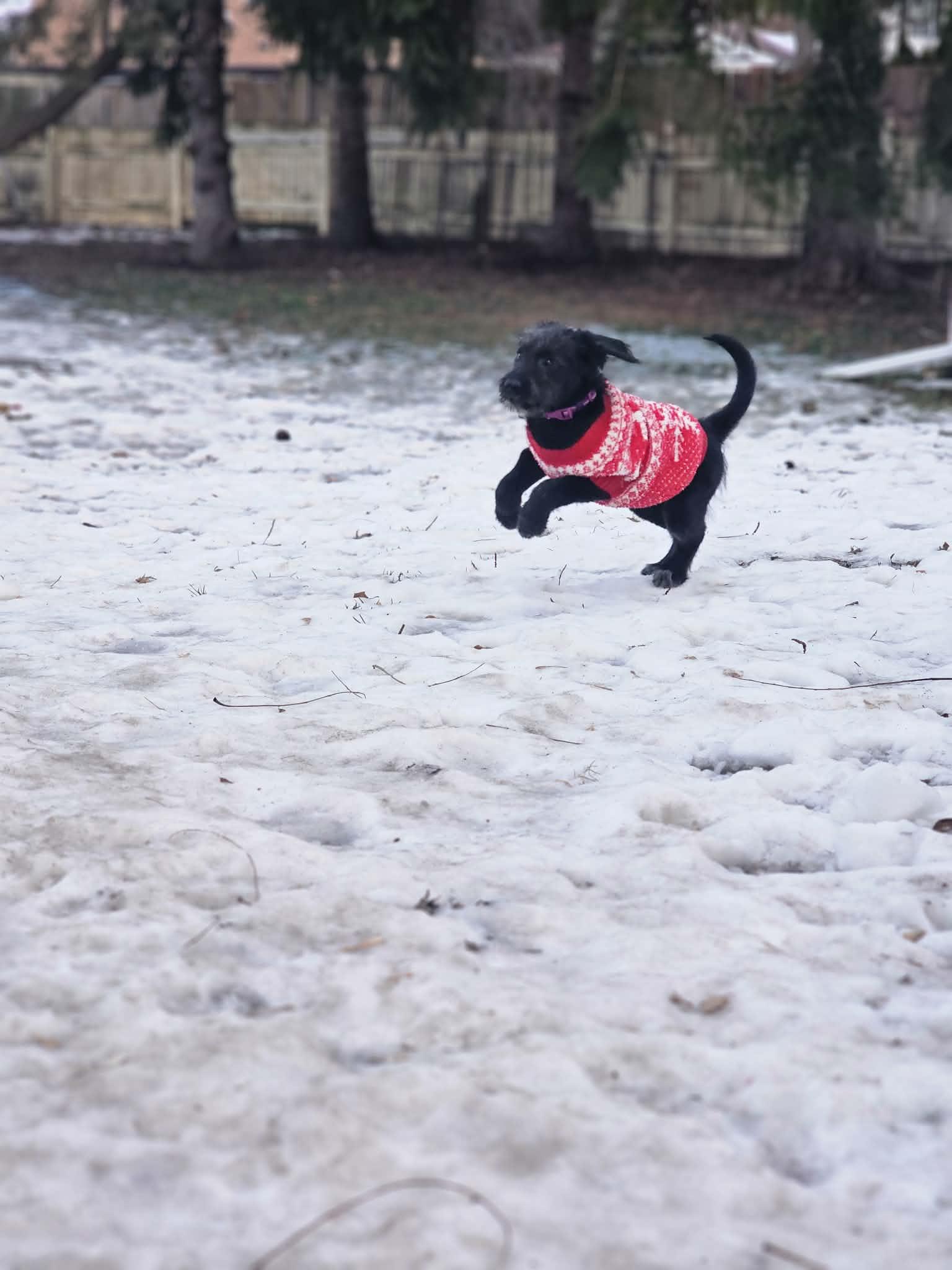 Biscuit The Schnauzer Mix thumbnail 5