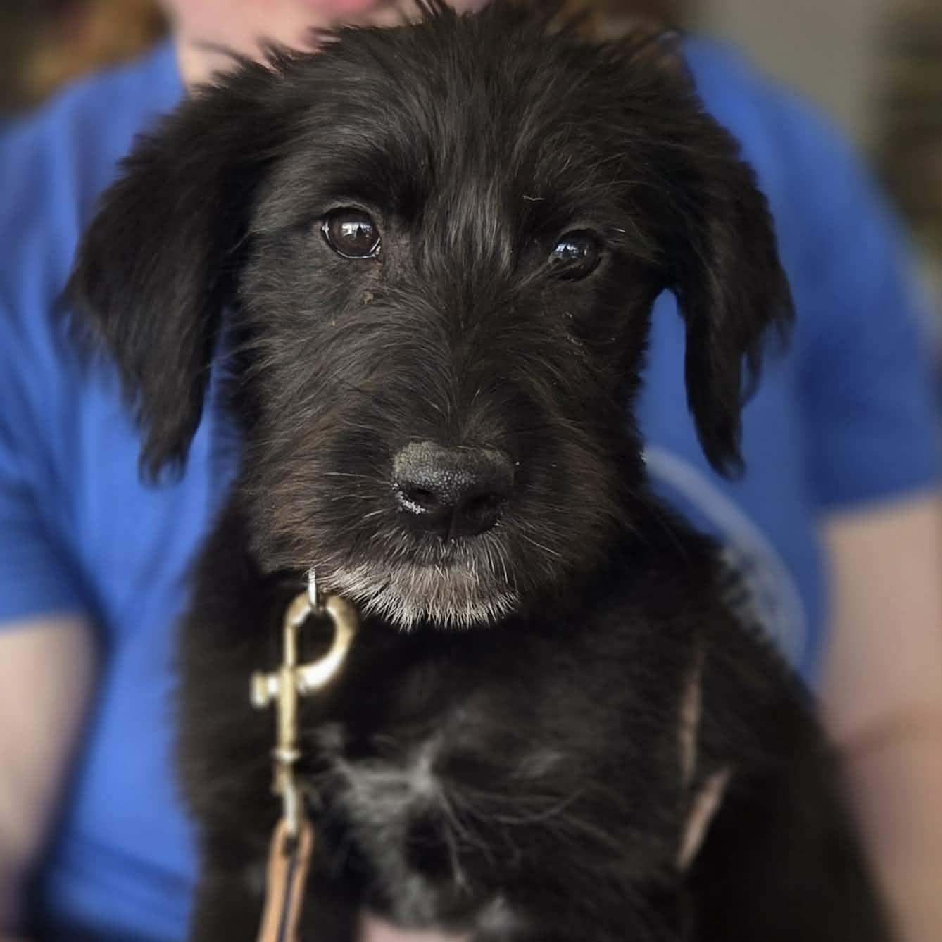 Biscuit The Schnauzer Mix
