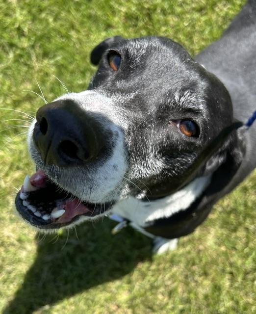 Enlarge Lily, a ADOPTABLE mixed breed in Bryan, OH image 1/1