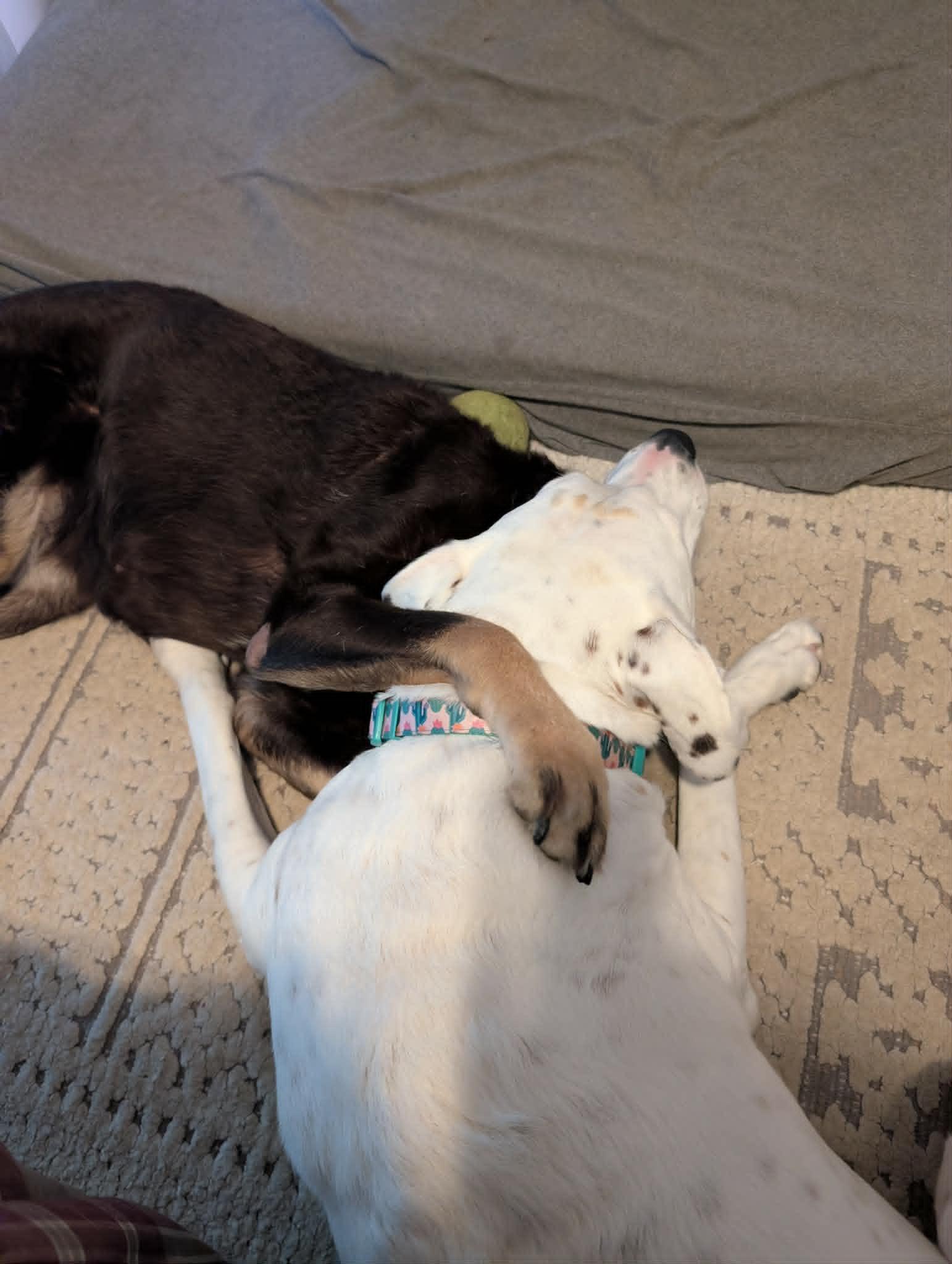 Honeybee, a ADOPTABLE mixed breed in Boise, ID image 4/6