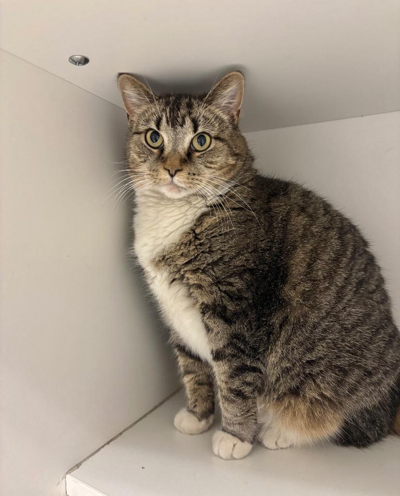 Trigger, a ADOPTABLE Tabby in Frankfort, KY image 4/4