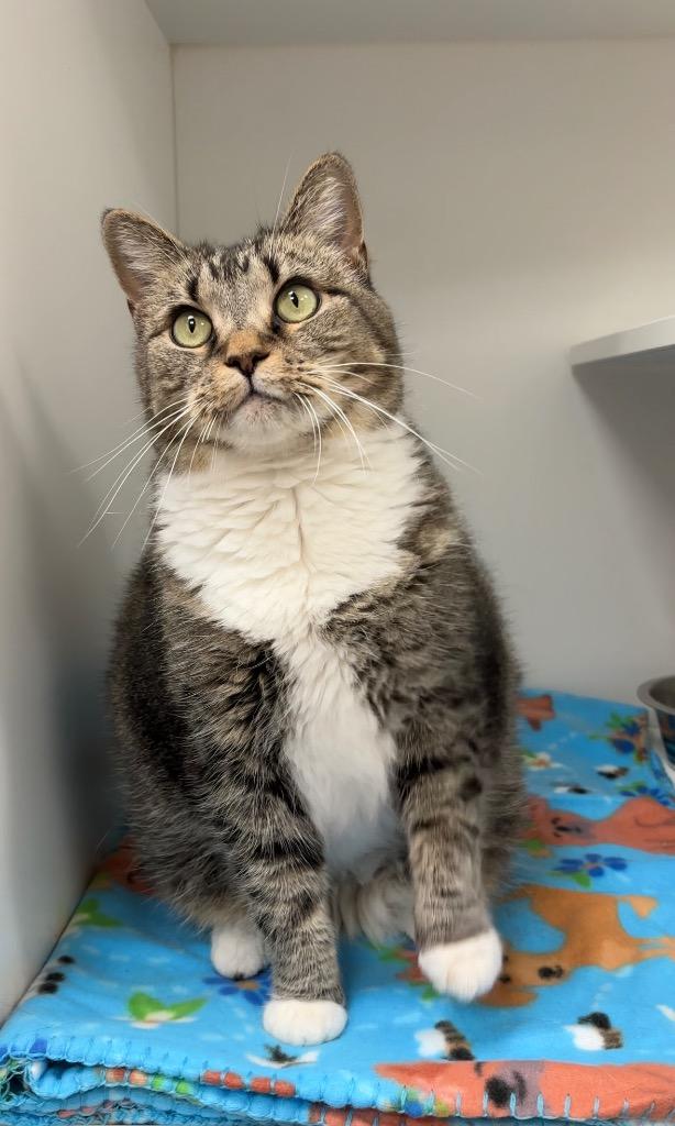 Trigger, a ADOPTABLE Tabby in Frankfort, KY image 1/4