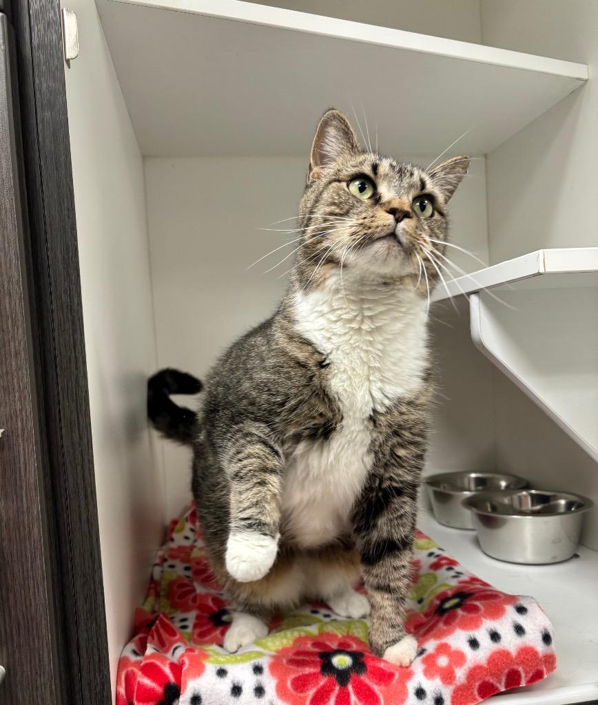 Trigger, a ADOPTABLE Tabby in Frankfort, KY image 2/4