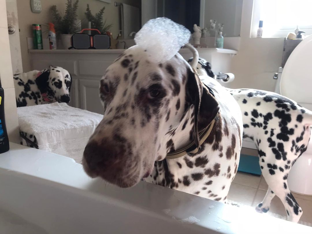 Enlarge Kona, a Adoptable Dalmatian in San Diego, CA image 1/1