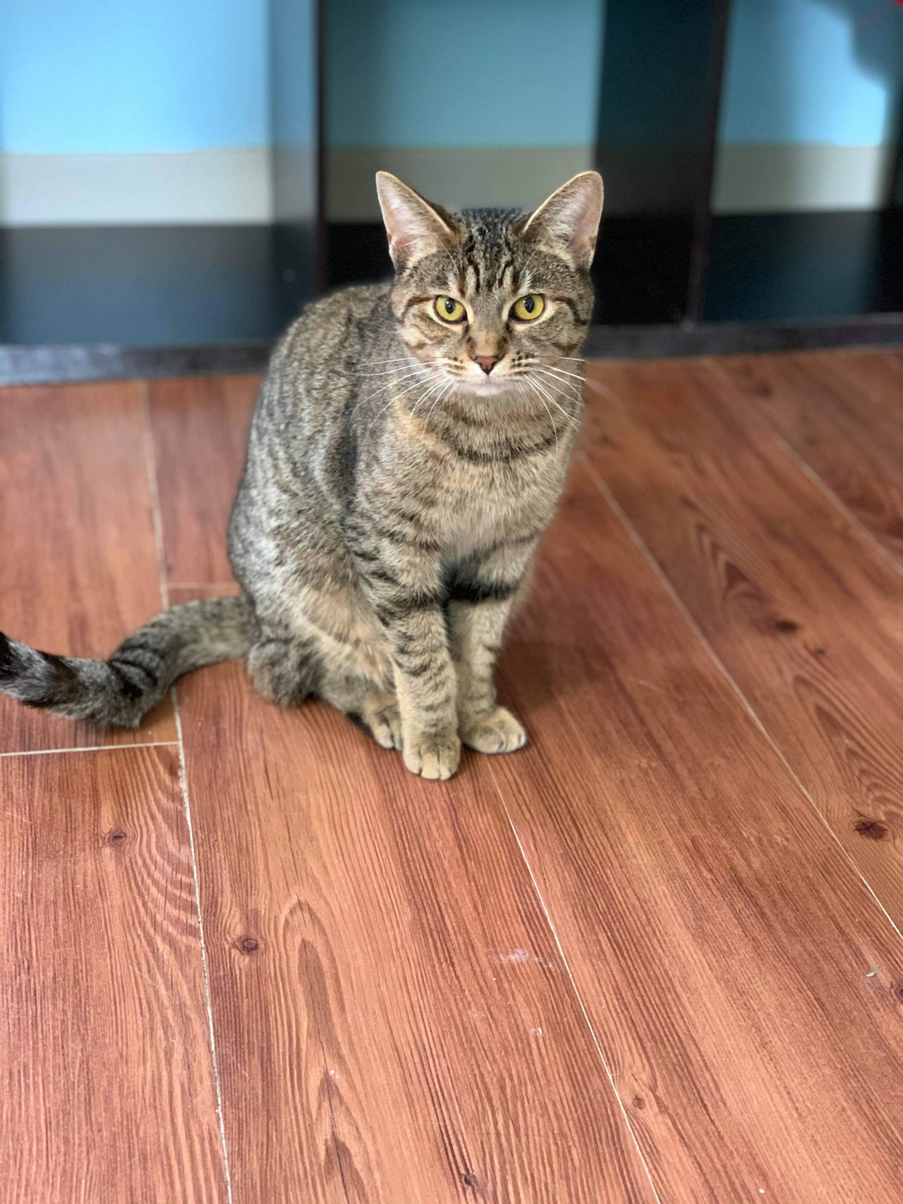 Tabitha, Adoptable, Young Female Domestic Short Hair.